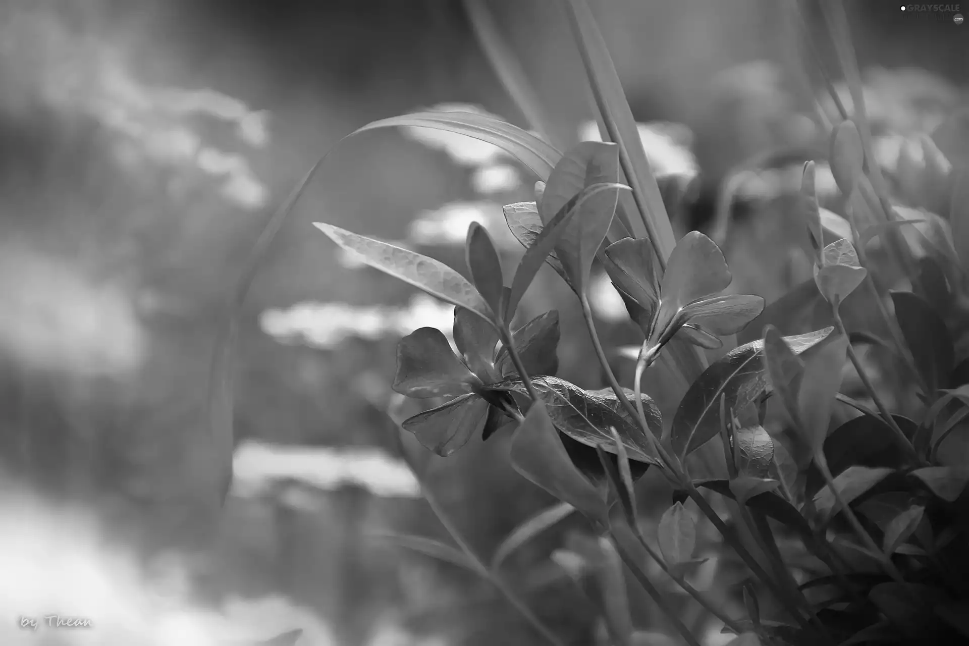 Spring, Flowers