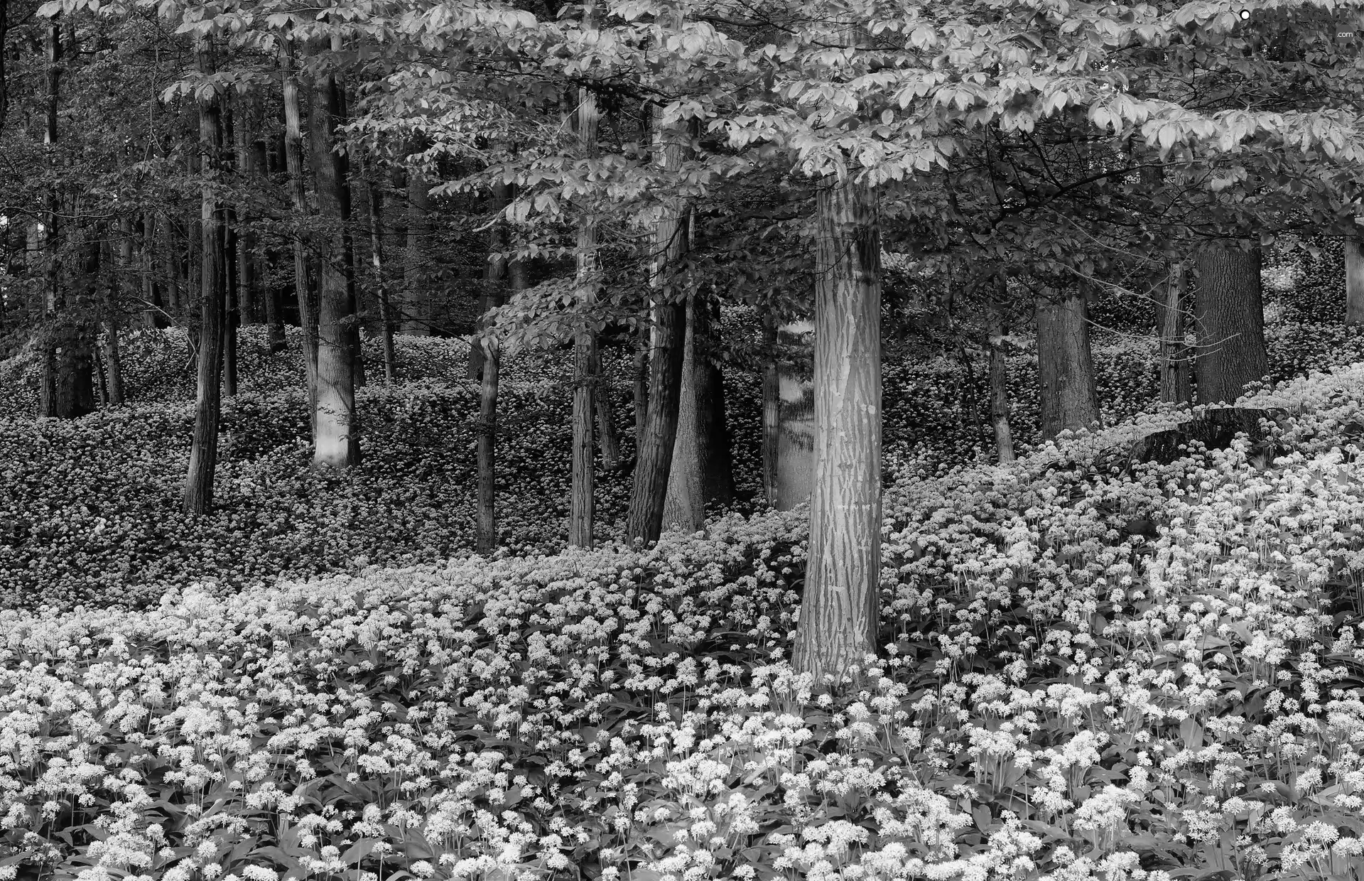 Flowers, Spring, trees, viewes, forest