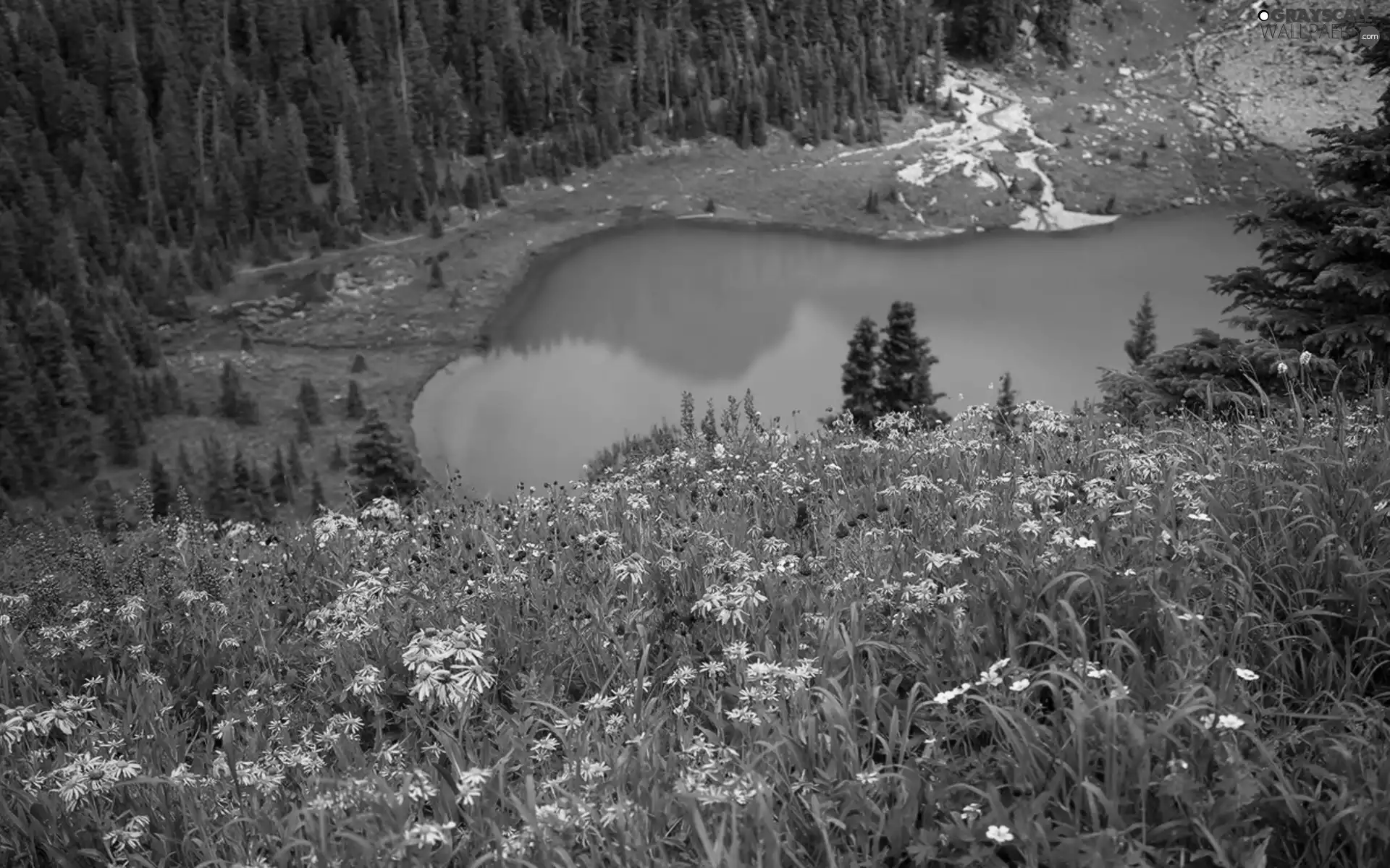 forest, lake, Flowers, Spring, Meadow, turquoise