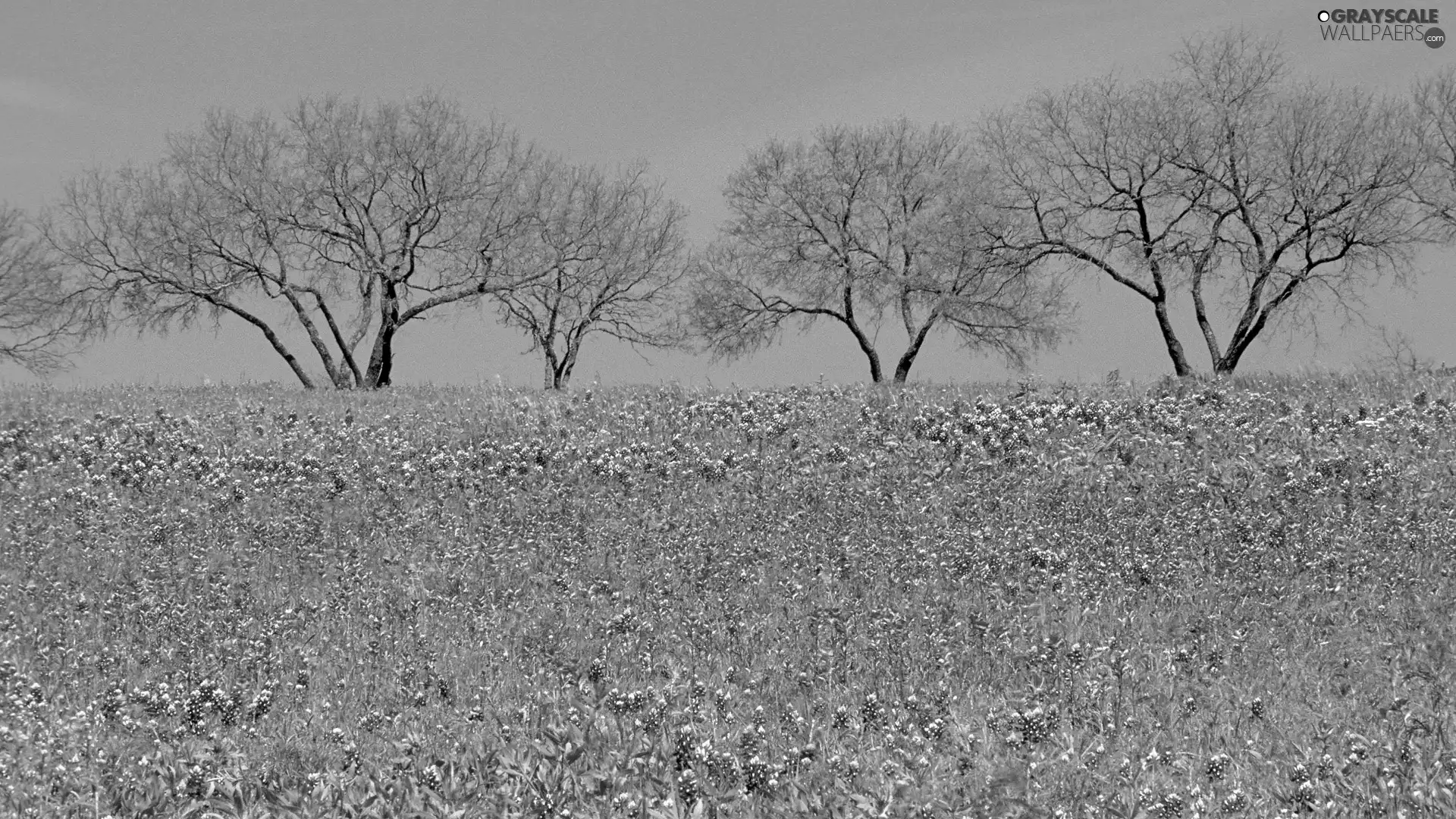 Flowers, Spring, trees, viewes, Meadow