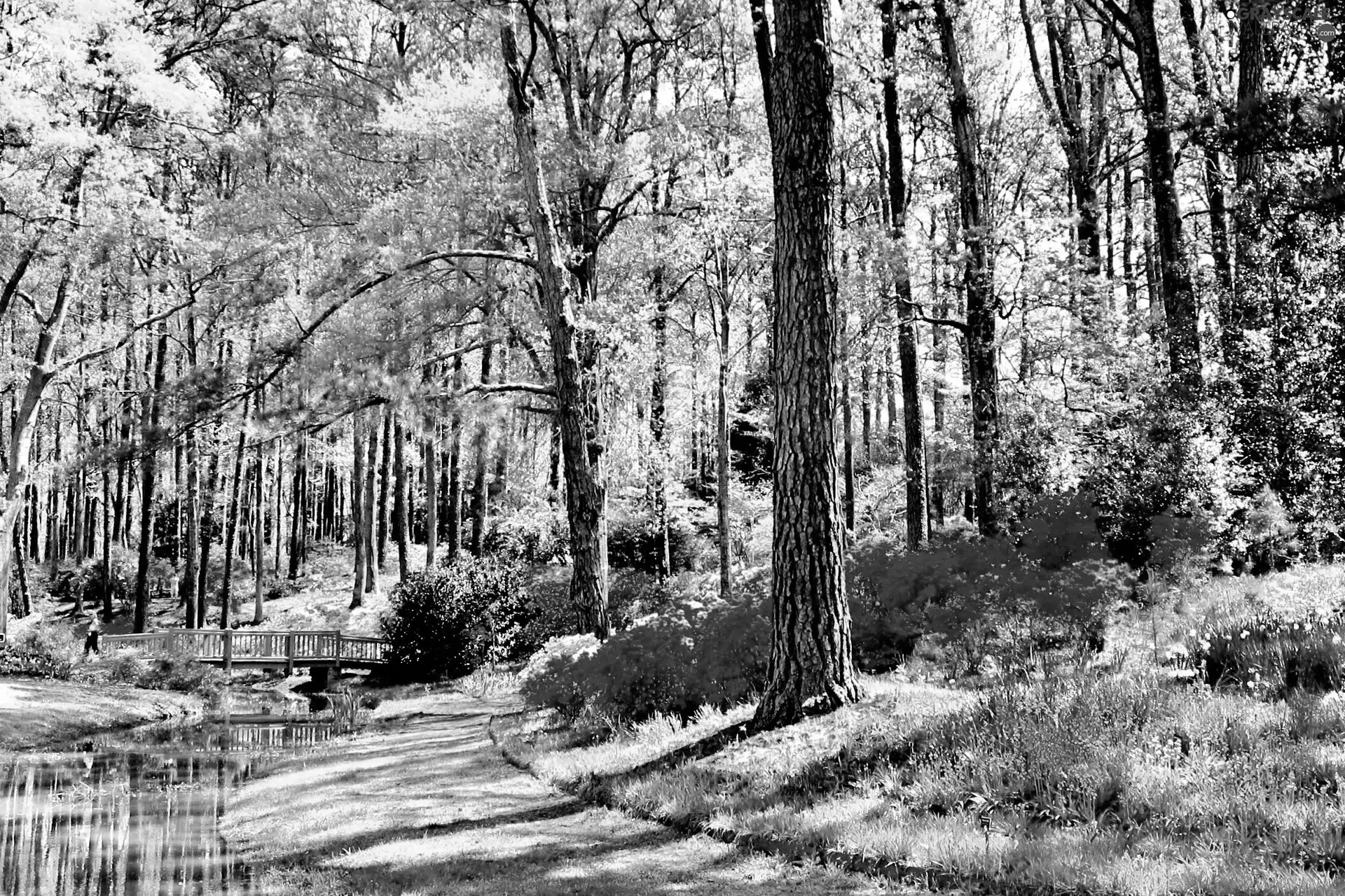 bridges, Park, Rhododendron, Spring, Flowers, brook