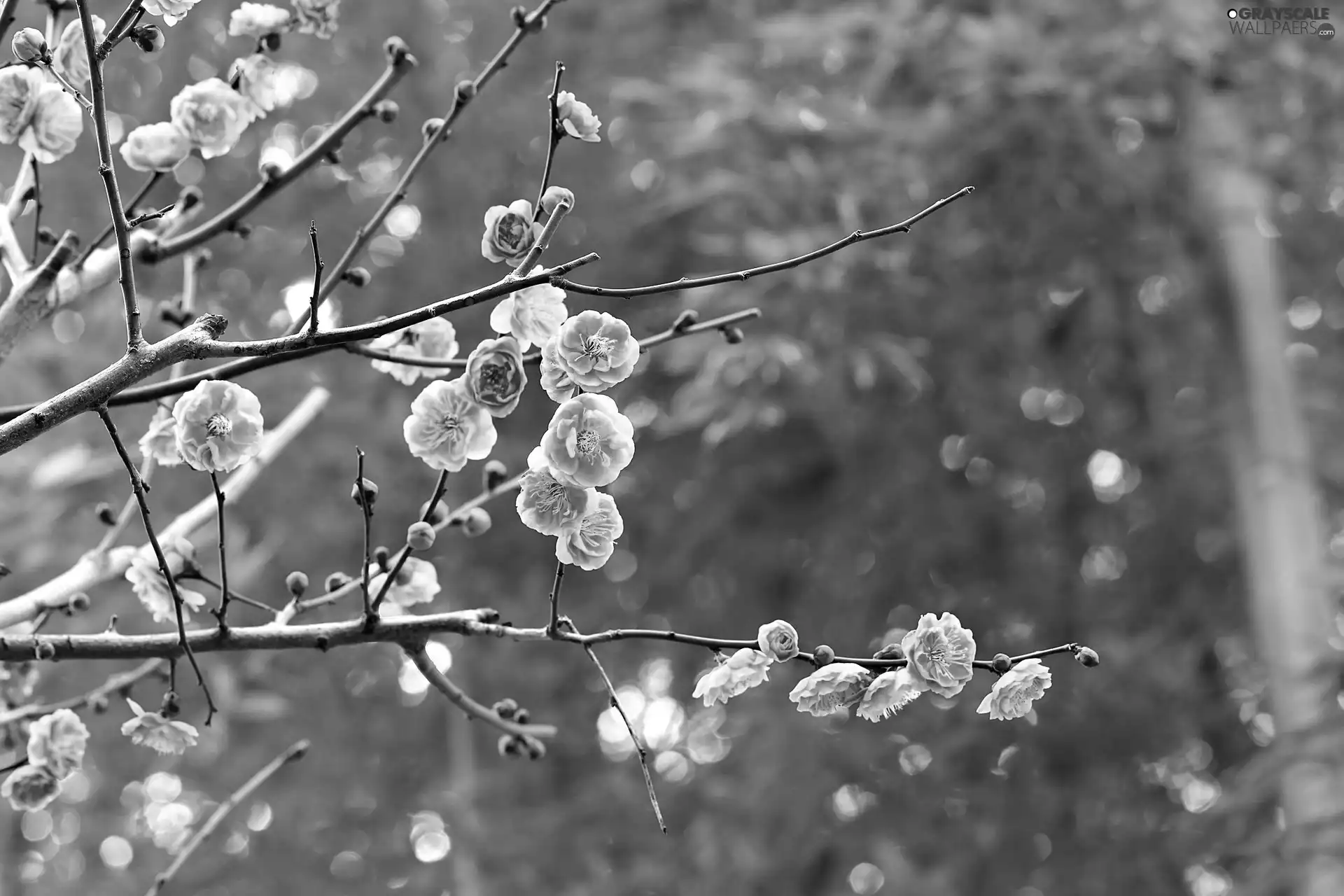 Spring, Pink, Flowers, twig