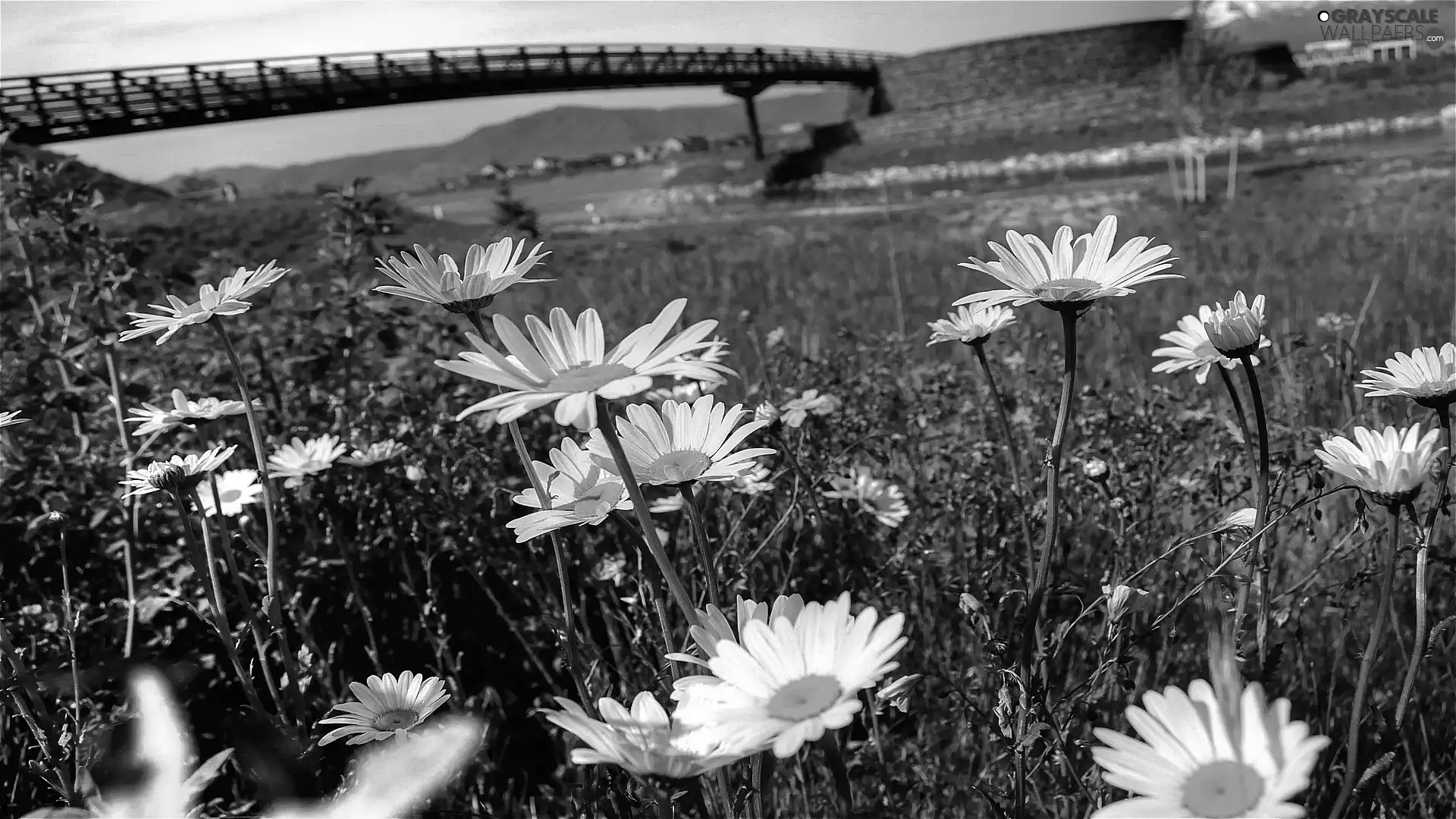 Spring, River, Flowers, bridge