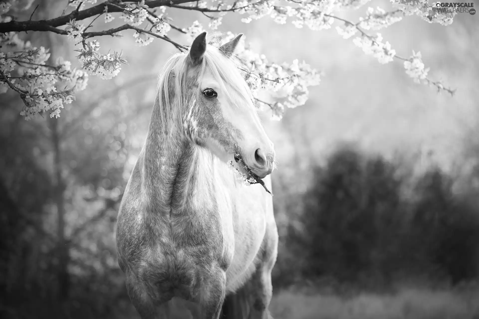 Horse, Flowers, Spring, Fruit Tree