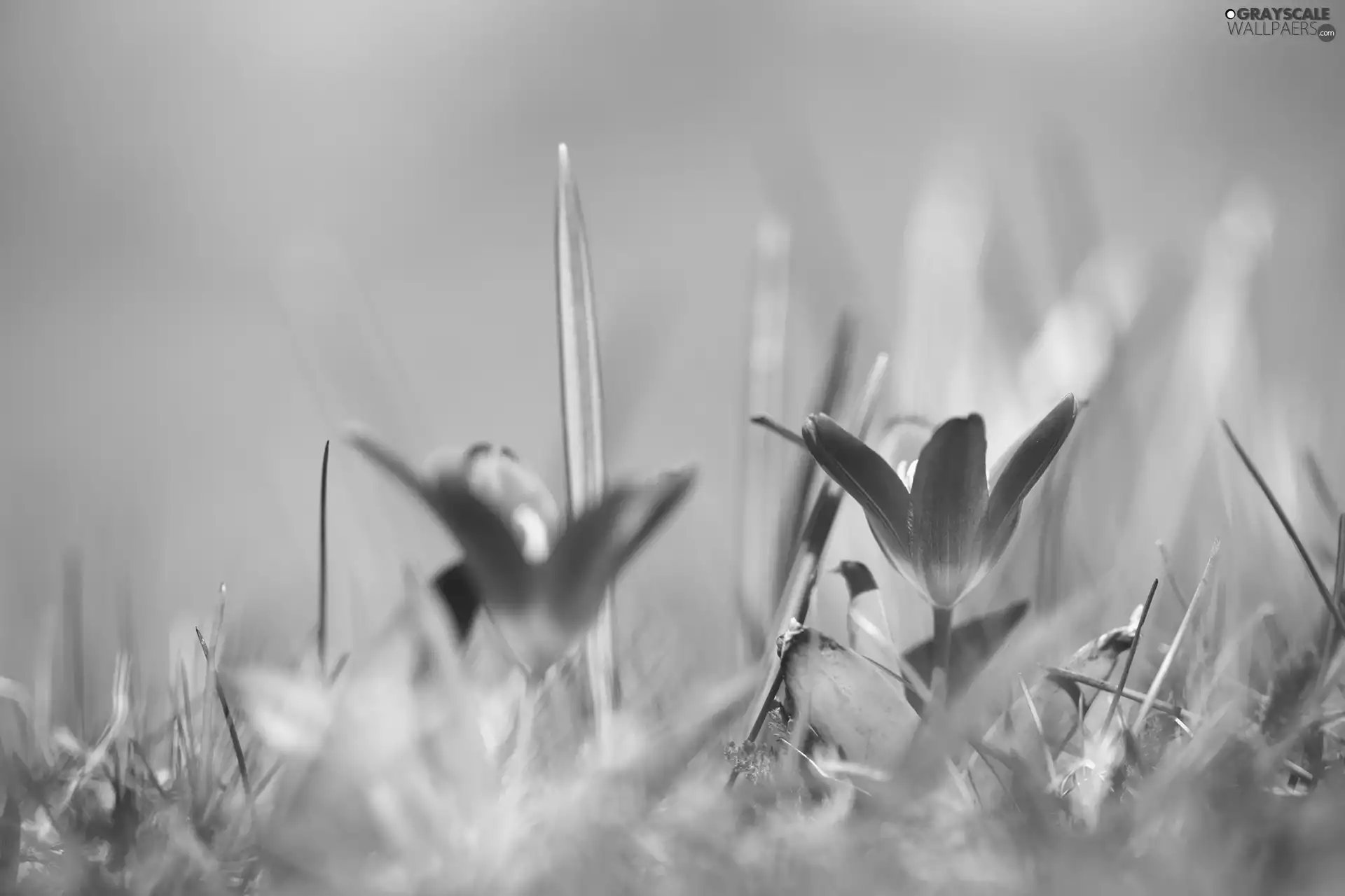 Flowers, Tulips, Spring