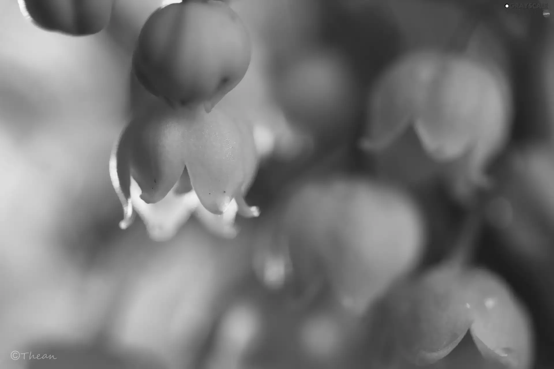 lily of the Valley, Flowers, Spring, White
