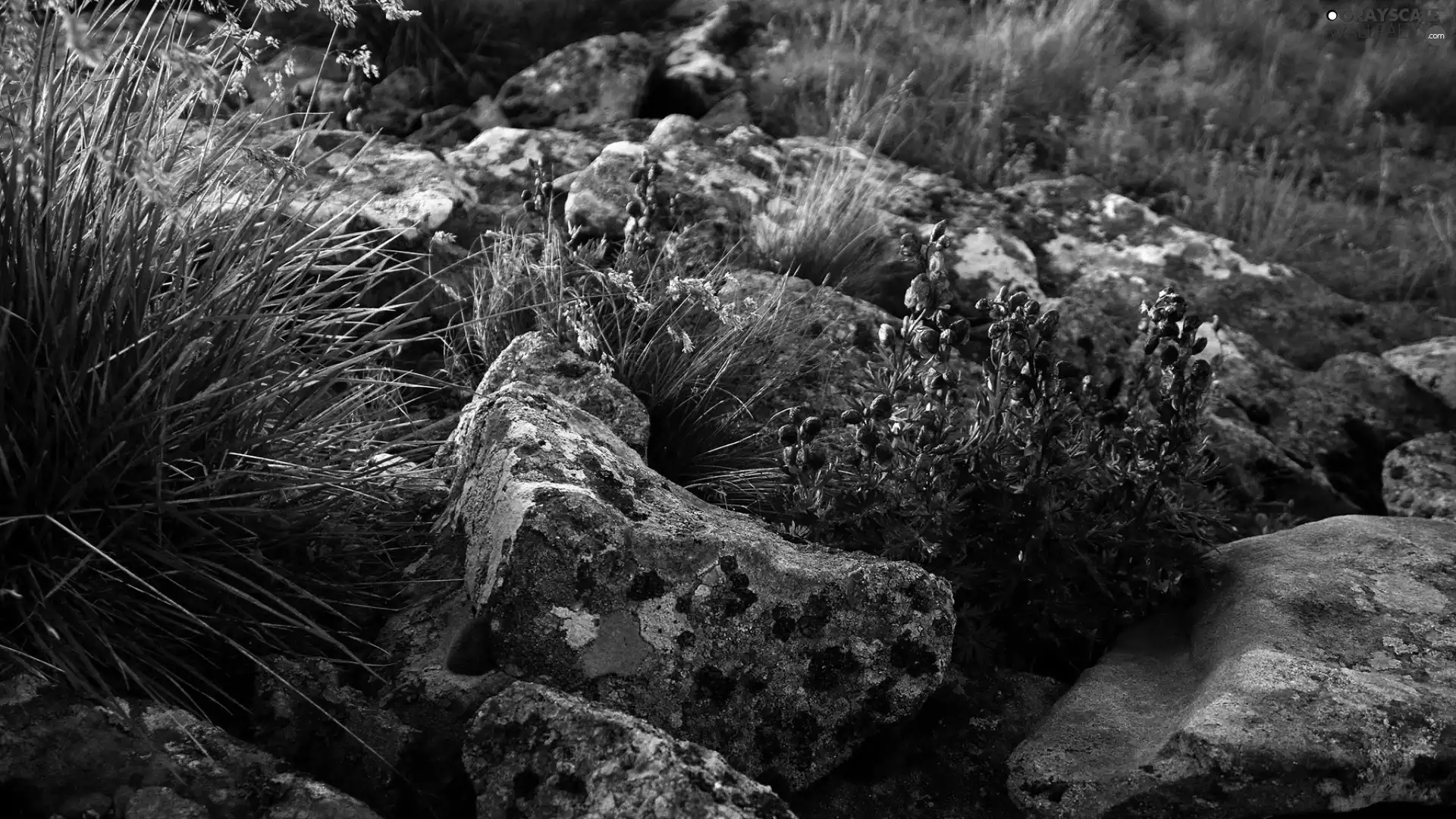 Stones, purple, Flowers, grass