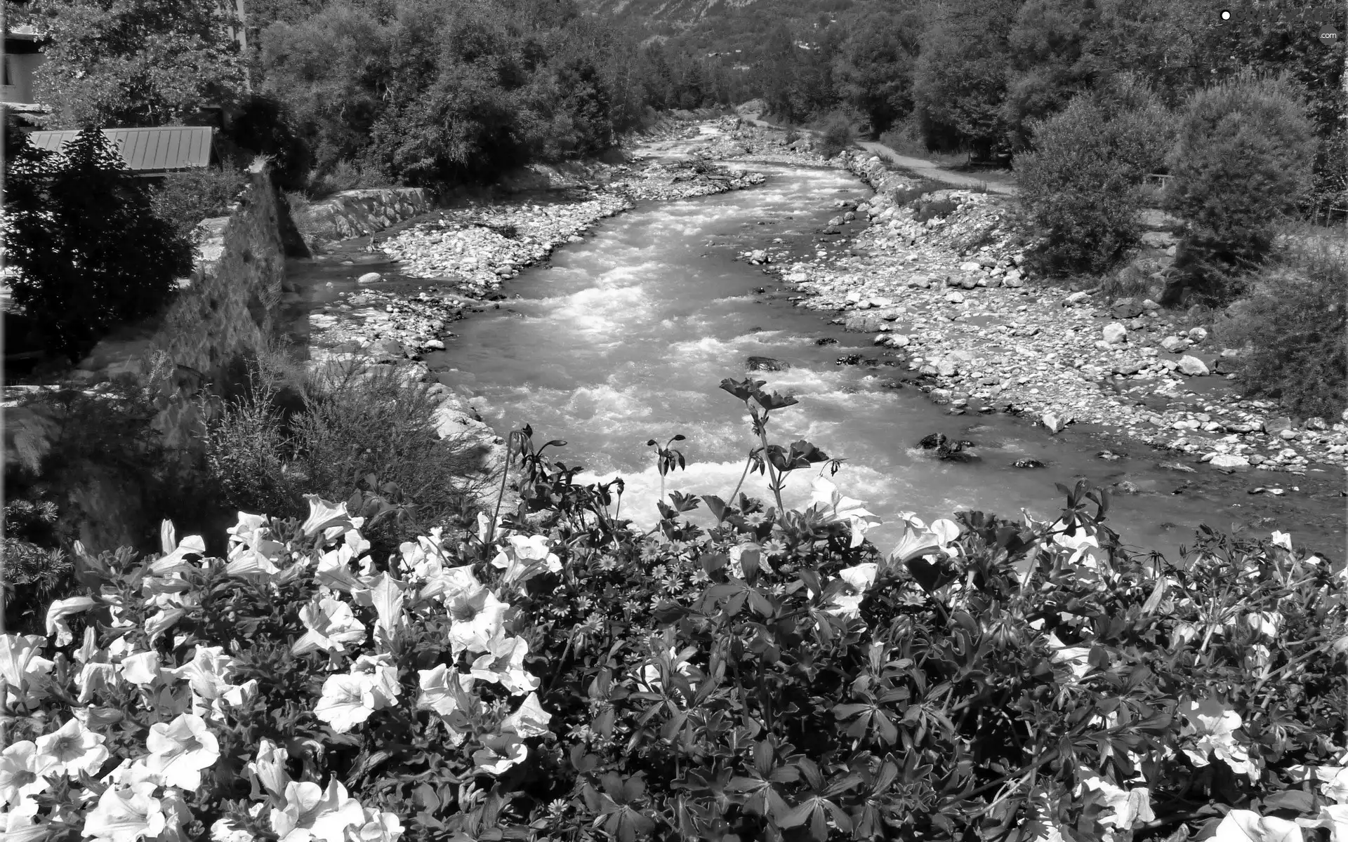 Flowers, River, Stones