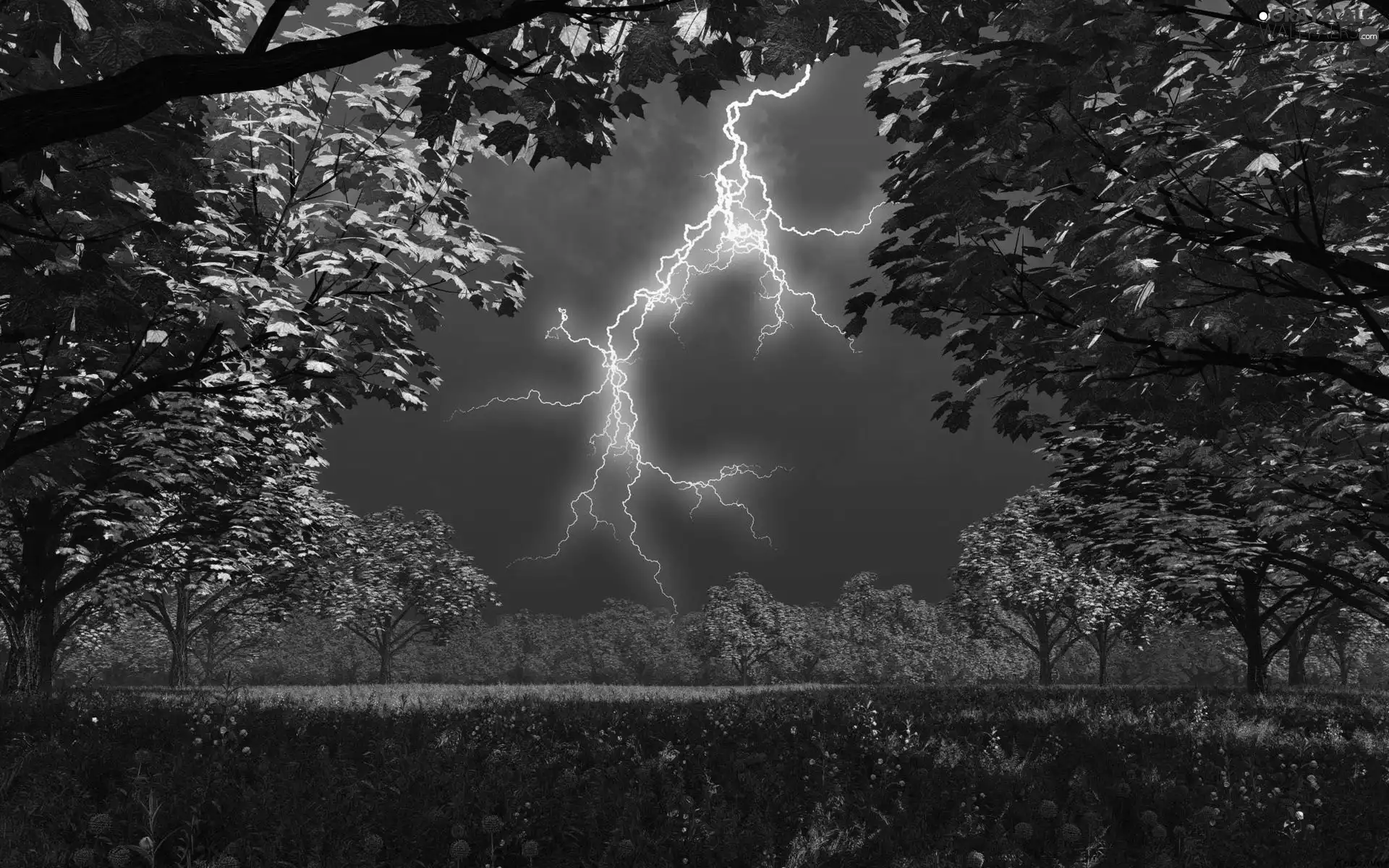 Storm, viewes, Flowers, trees