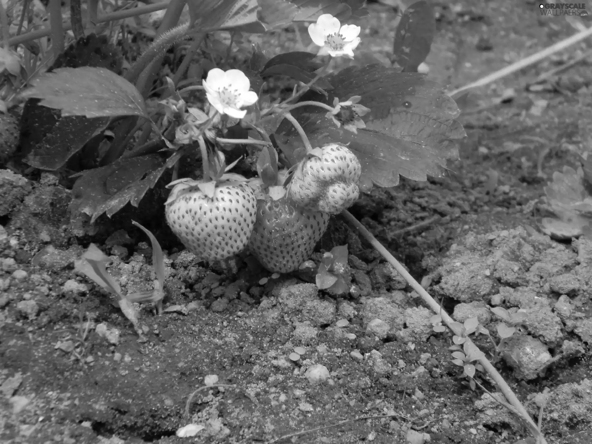 Flowers, bush, strawberries