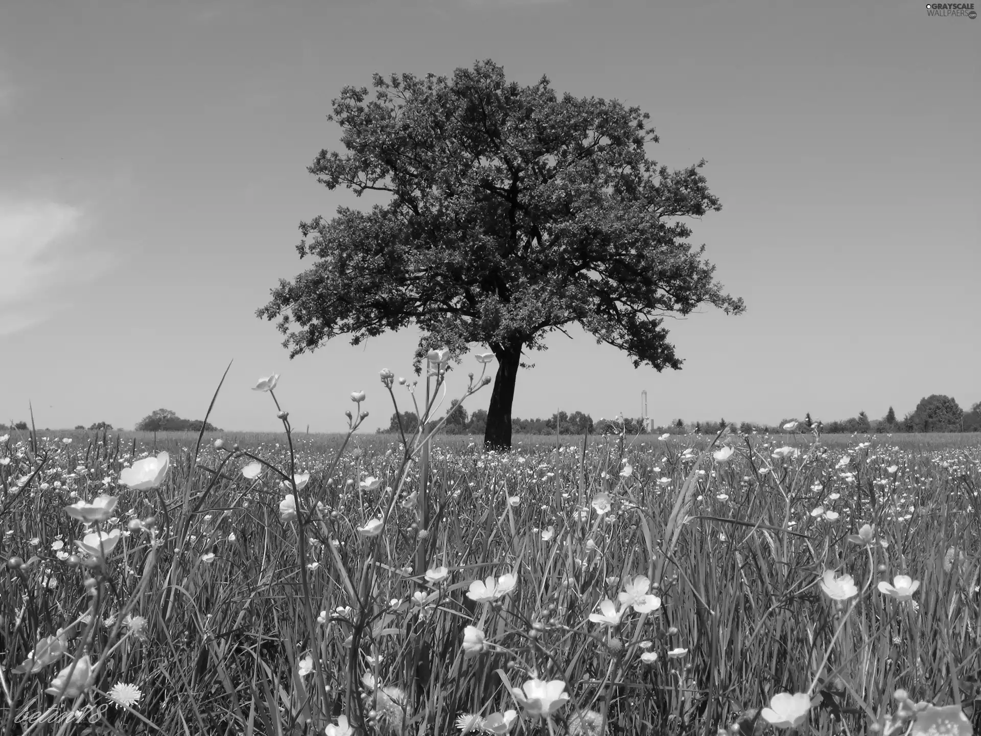 Flowers, summer, Meadow, trees, landscape