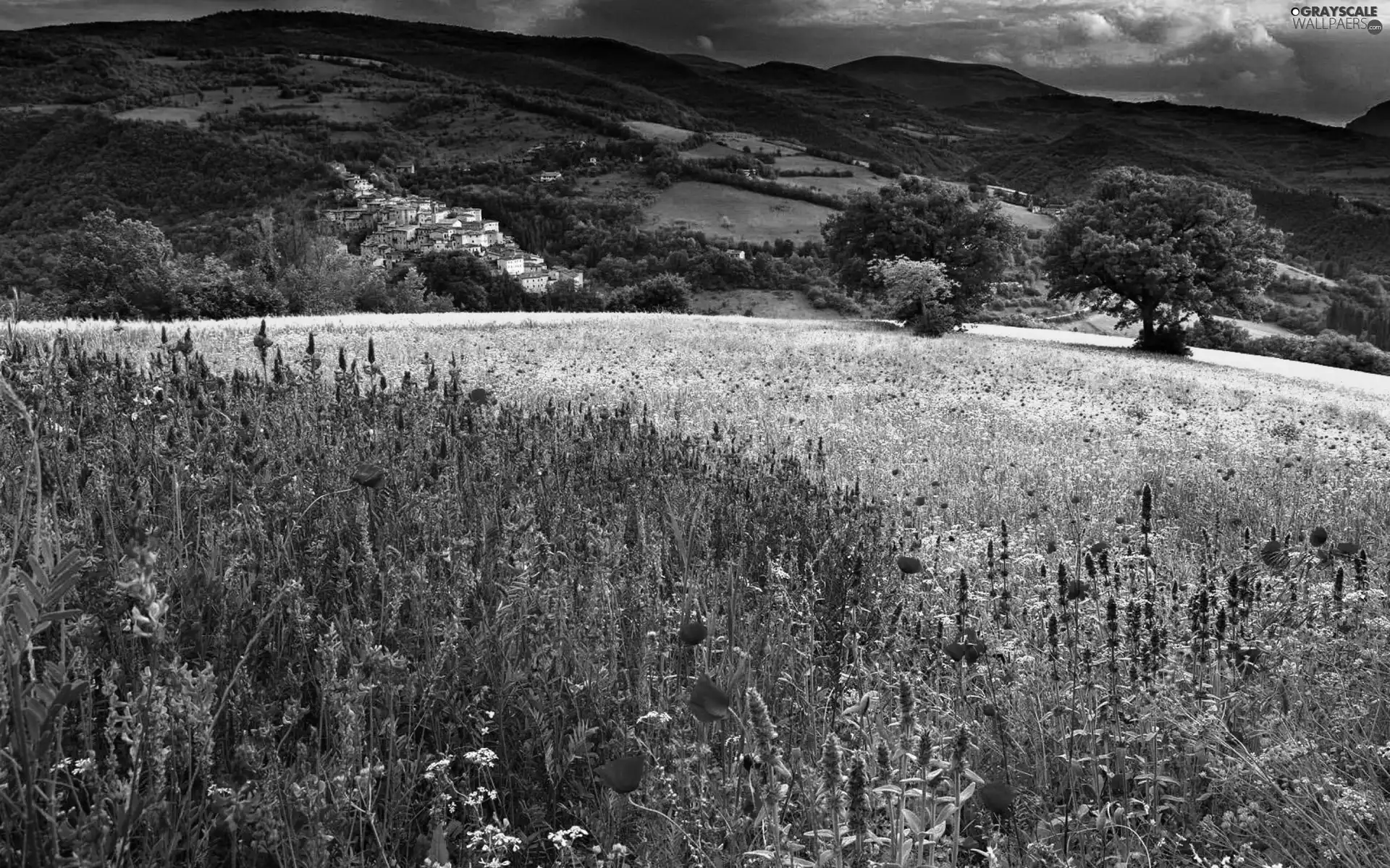 Flowers, summer, Meadow, color, Mountains