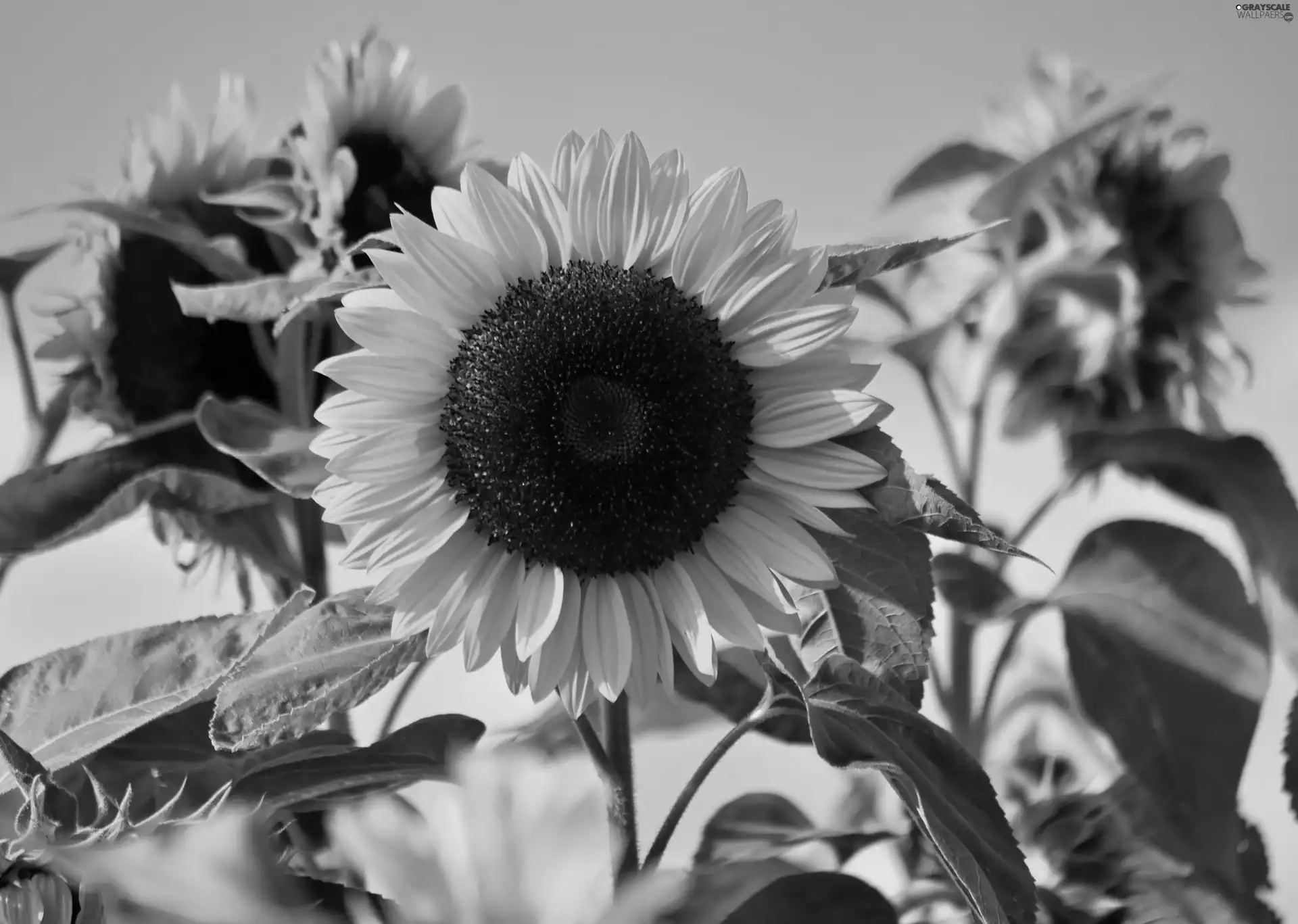 Flowers, Sunflower, summer