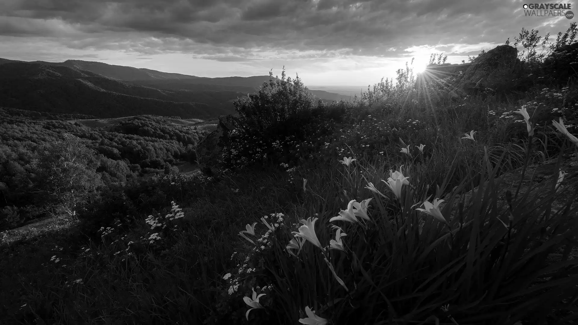 Flowers, Mountains, lilies, rays of the Sun, Yellow, Plants