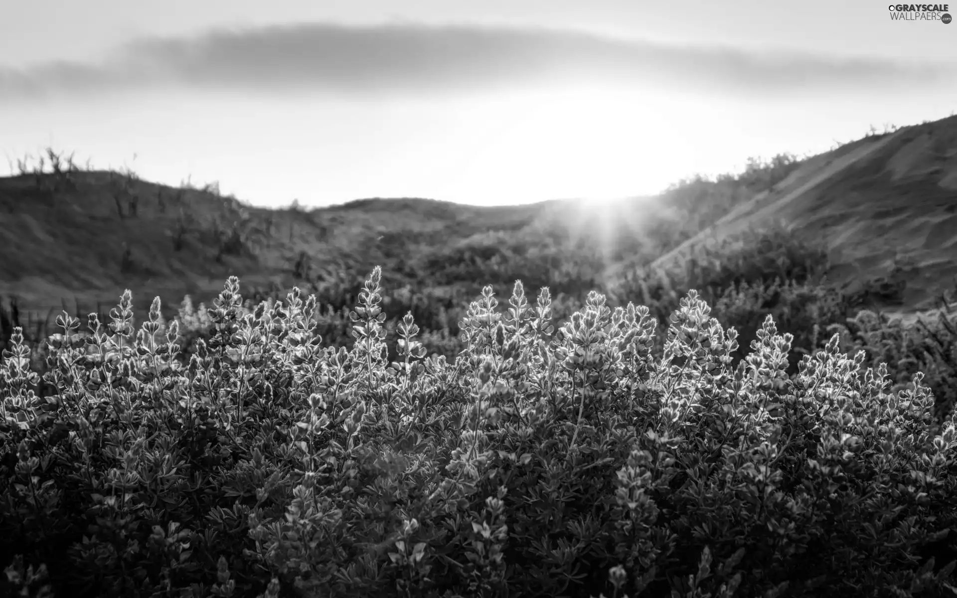 Flowers, west, sun