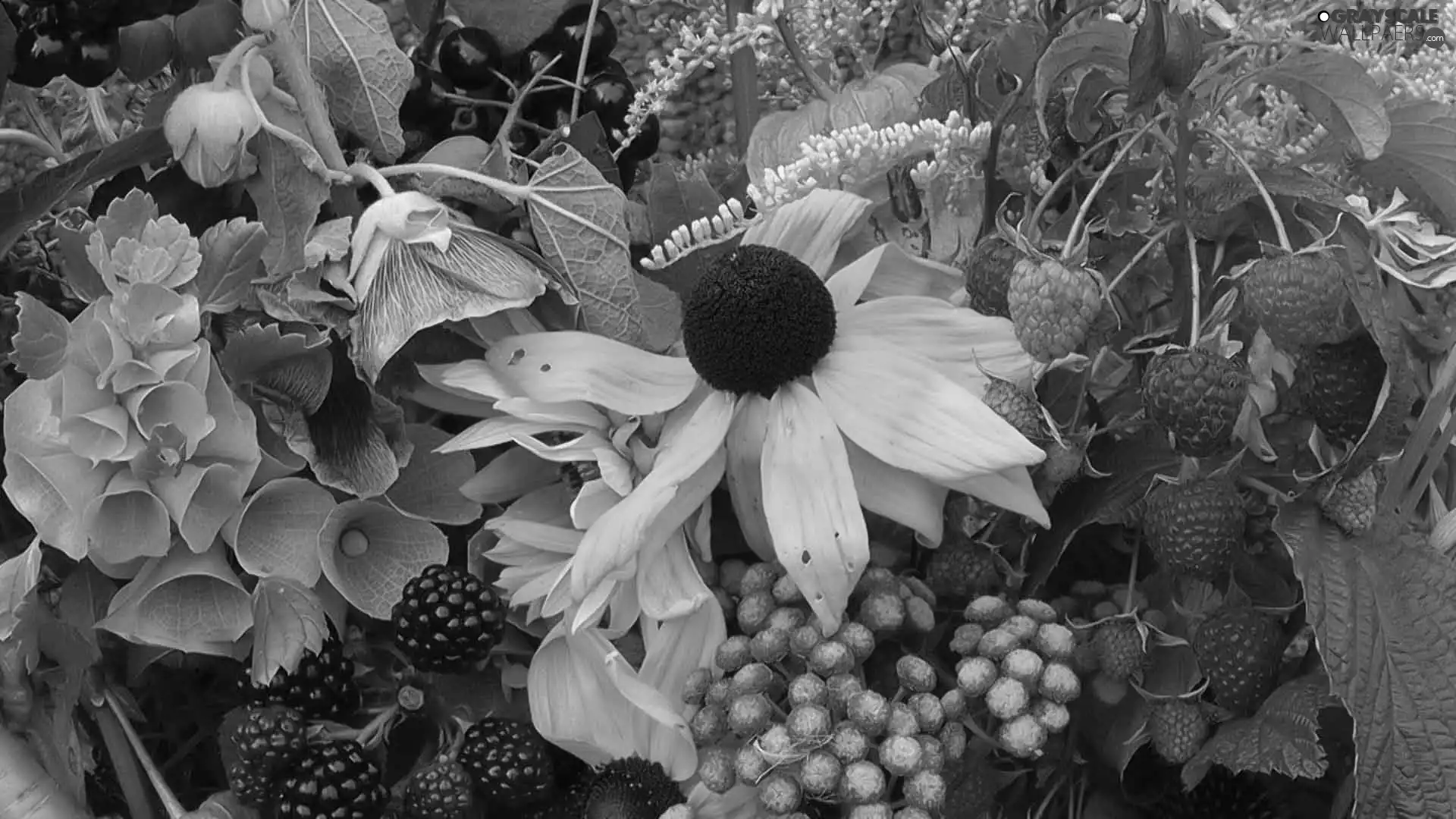 blackberries, Rudbeckia, raspberries