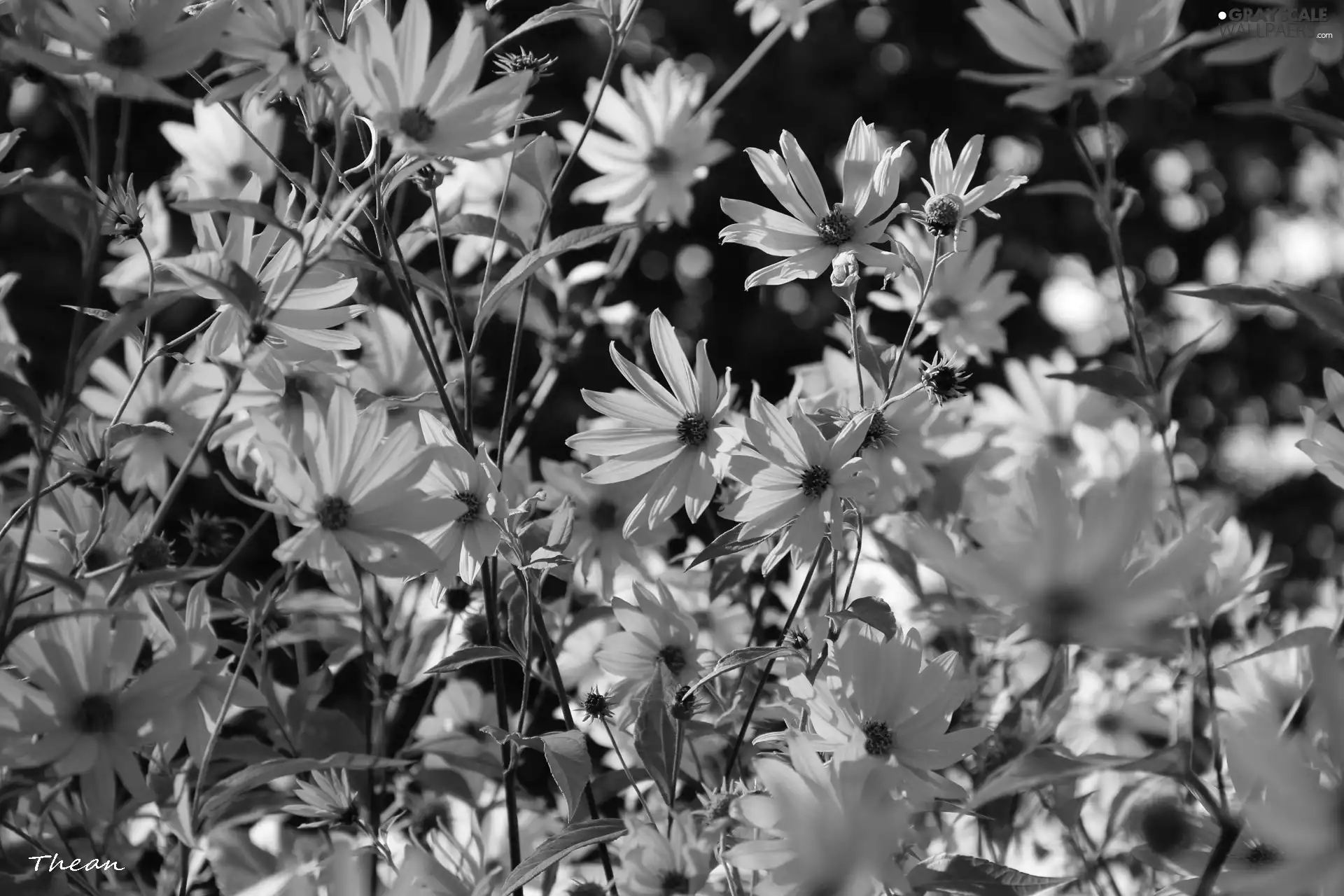 Flowers, Yellow, sunny