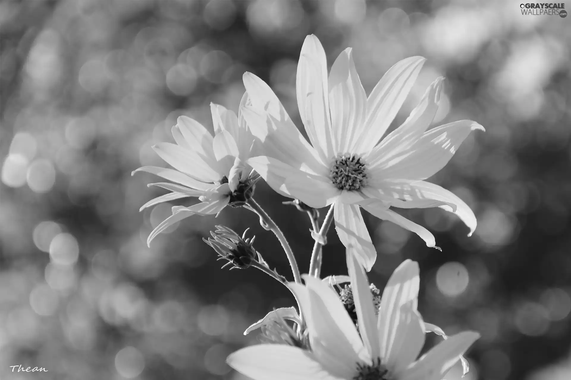 sunny, Flowers