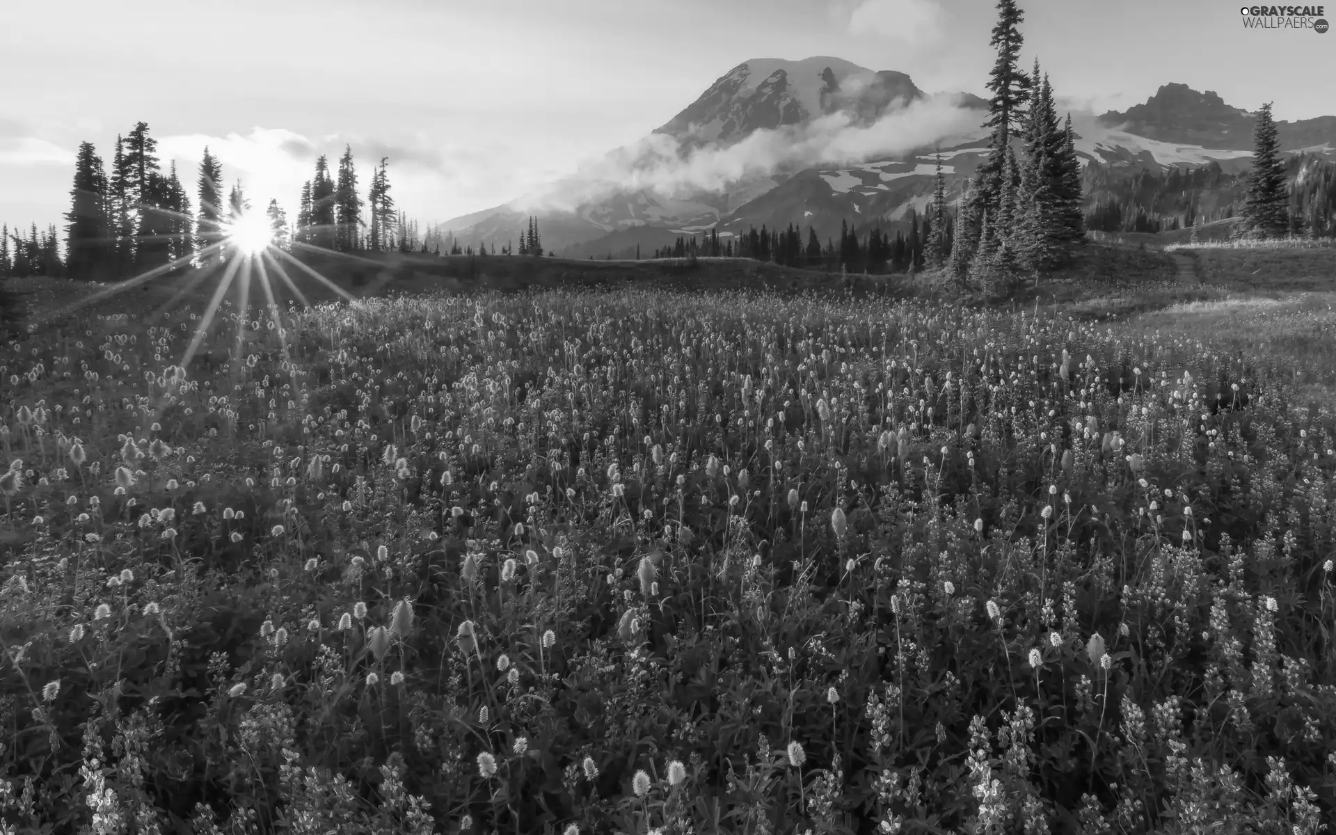 Flowers, Great Sunsets, forest, Meadow, Mountains