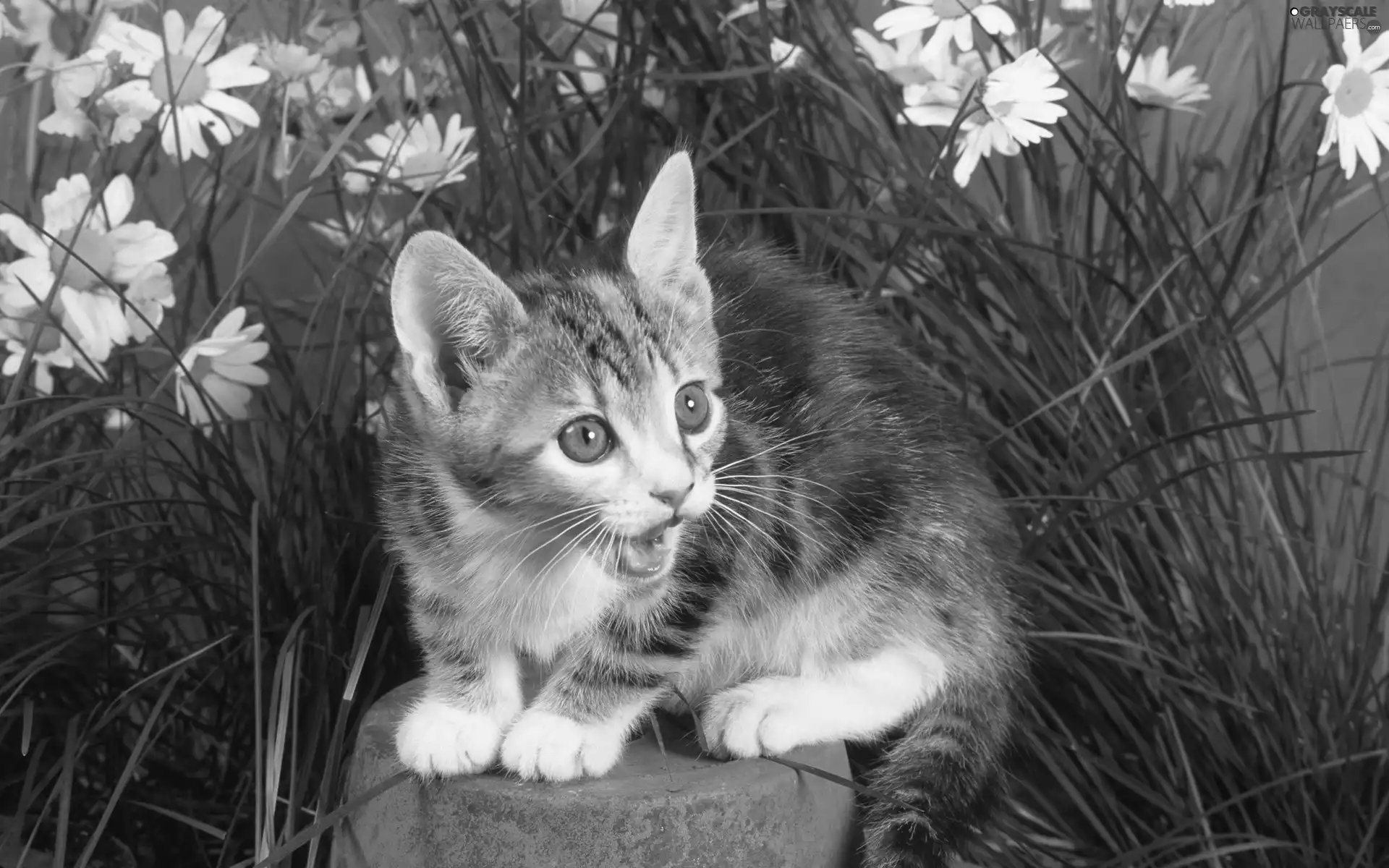 surprised, grass, Flowers, cat