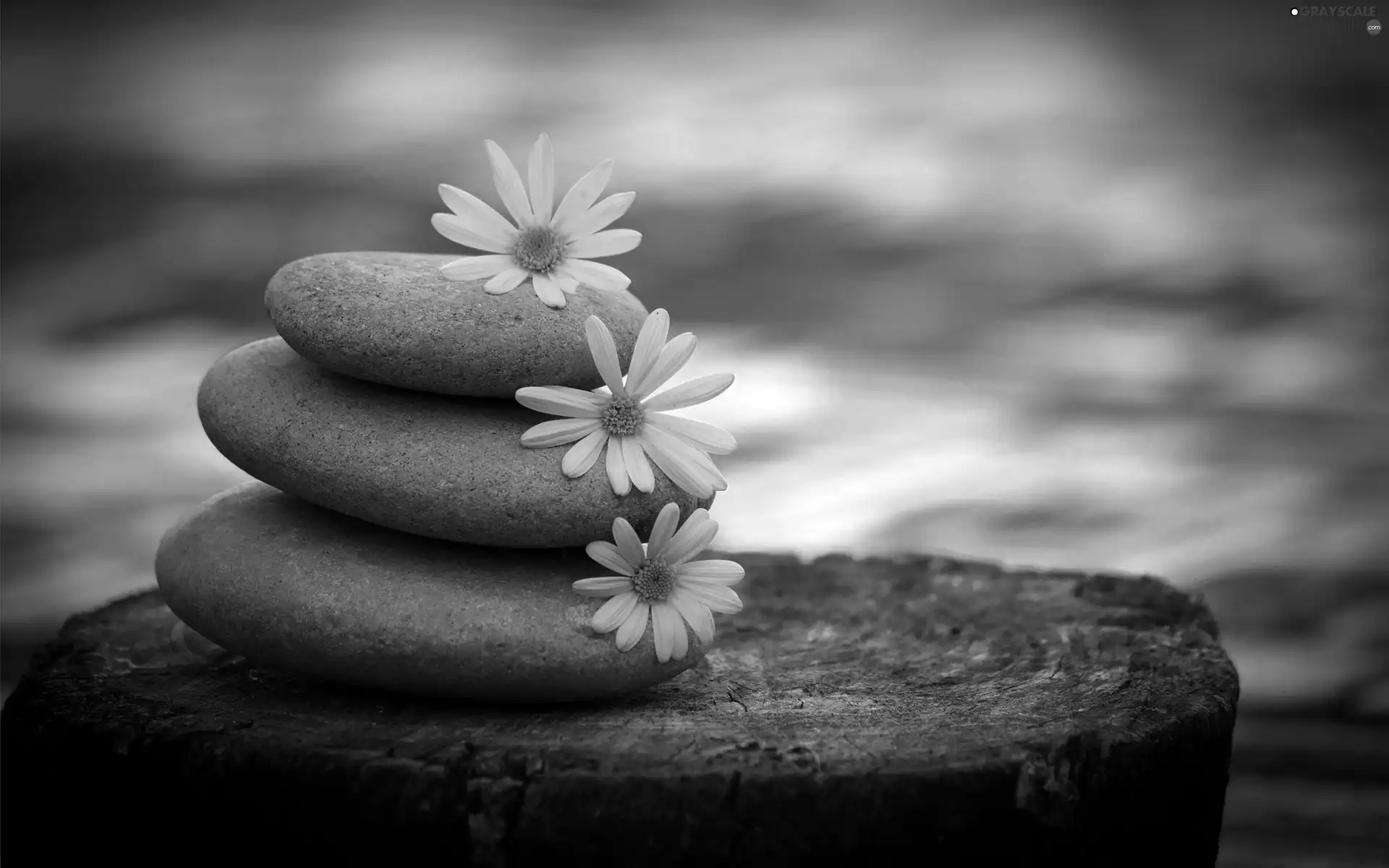 Three, Yellow, Flowers, Stones