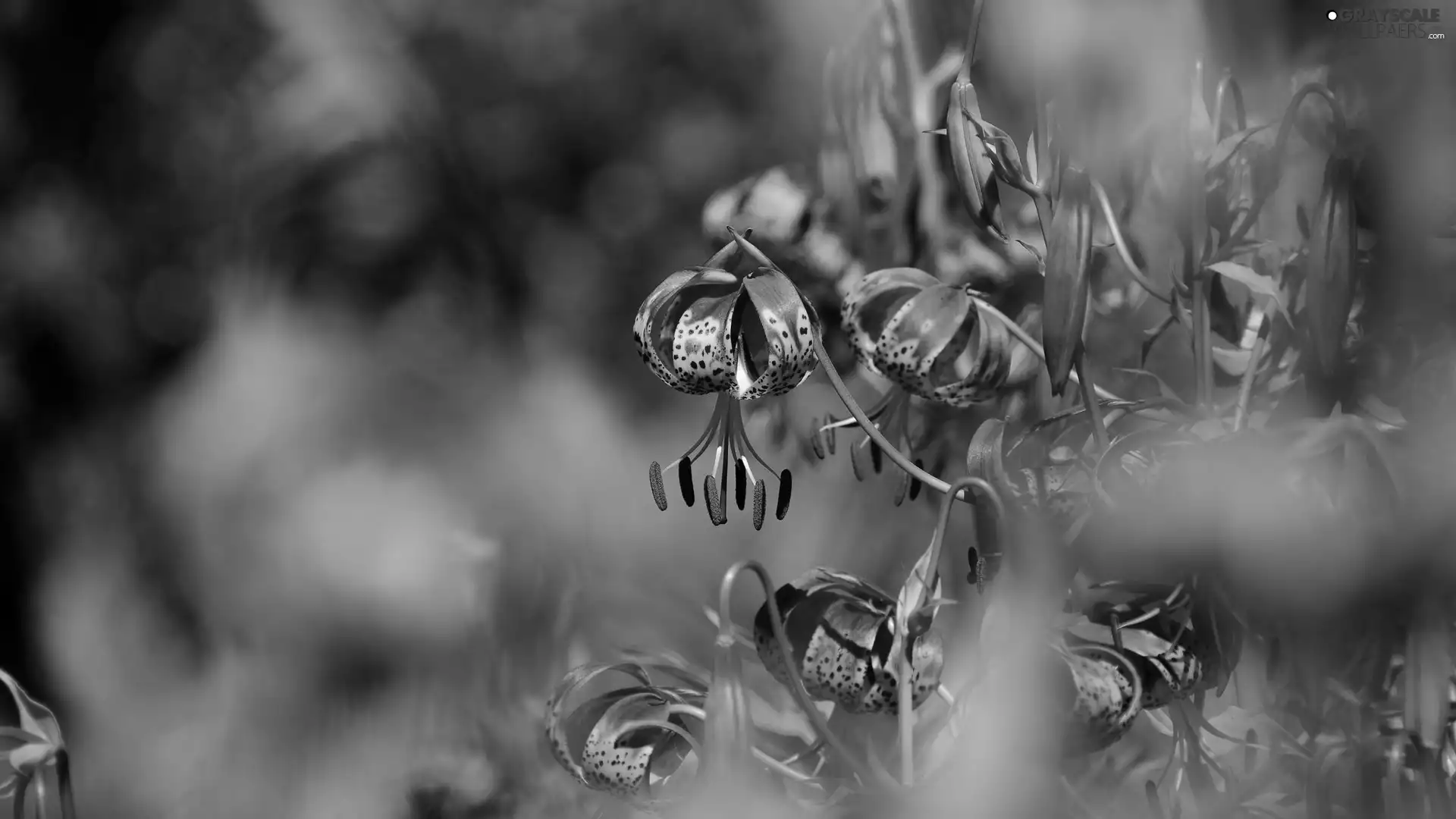tiger Lilies, Orange, Flowers