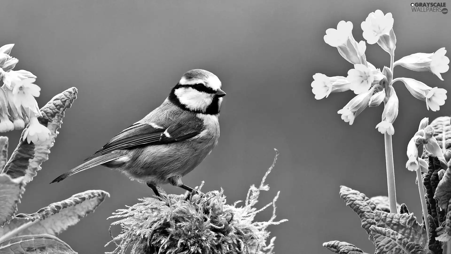 Flowers, Bird, tit
