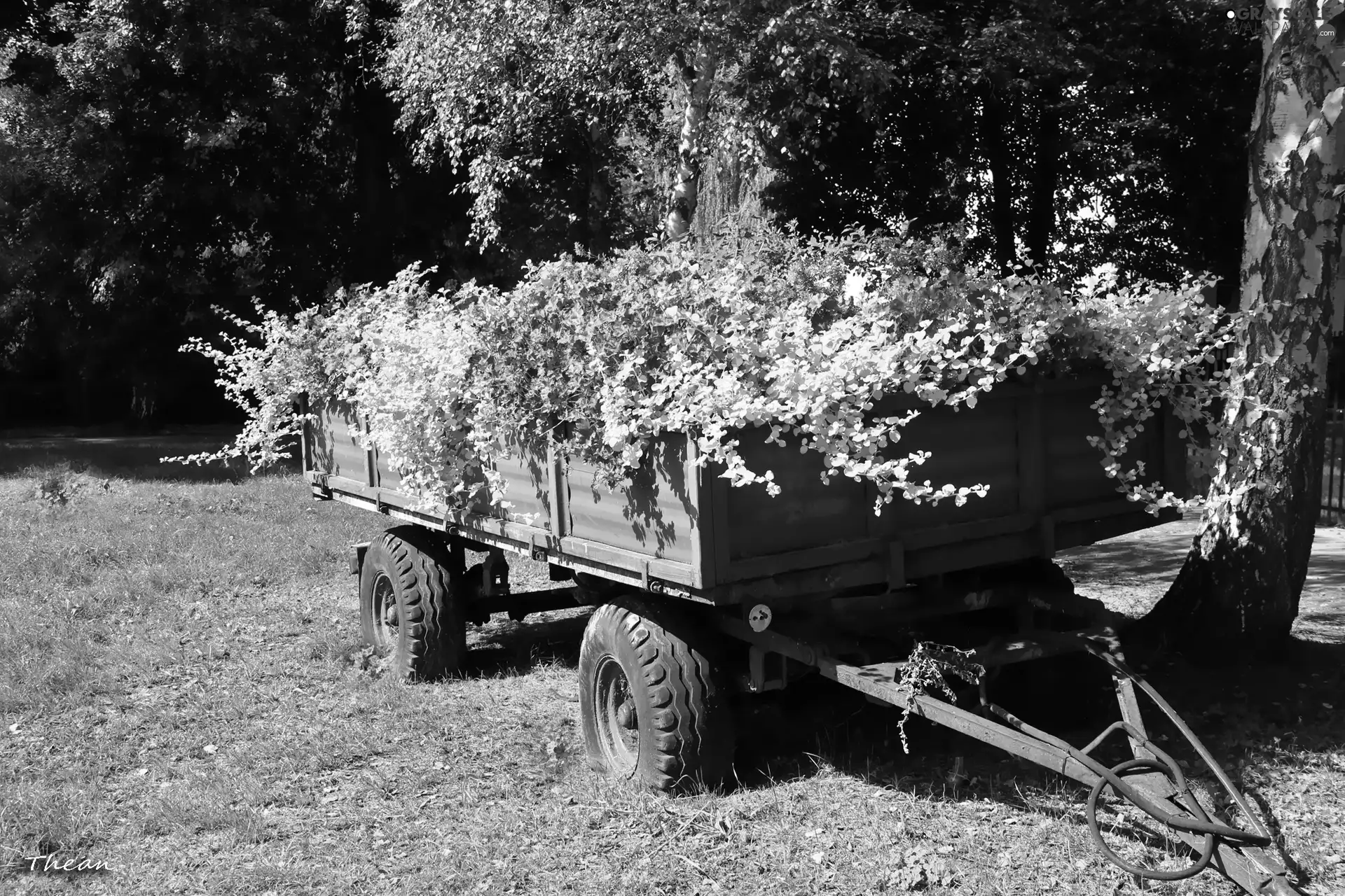 Flowers, Old, Trailer
