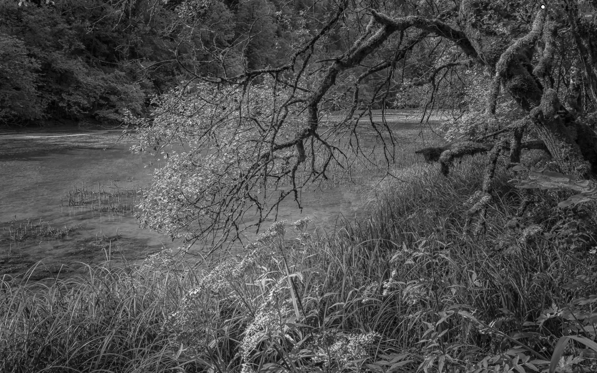 Flowers, grass, branch pics, Pink, forest, trees, Pond - car