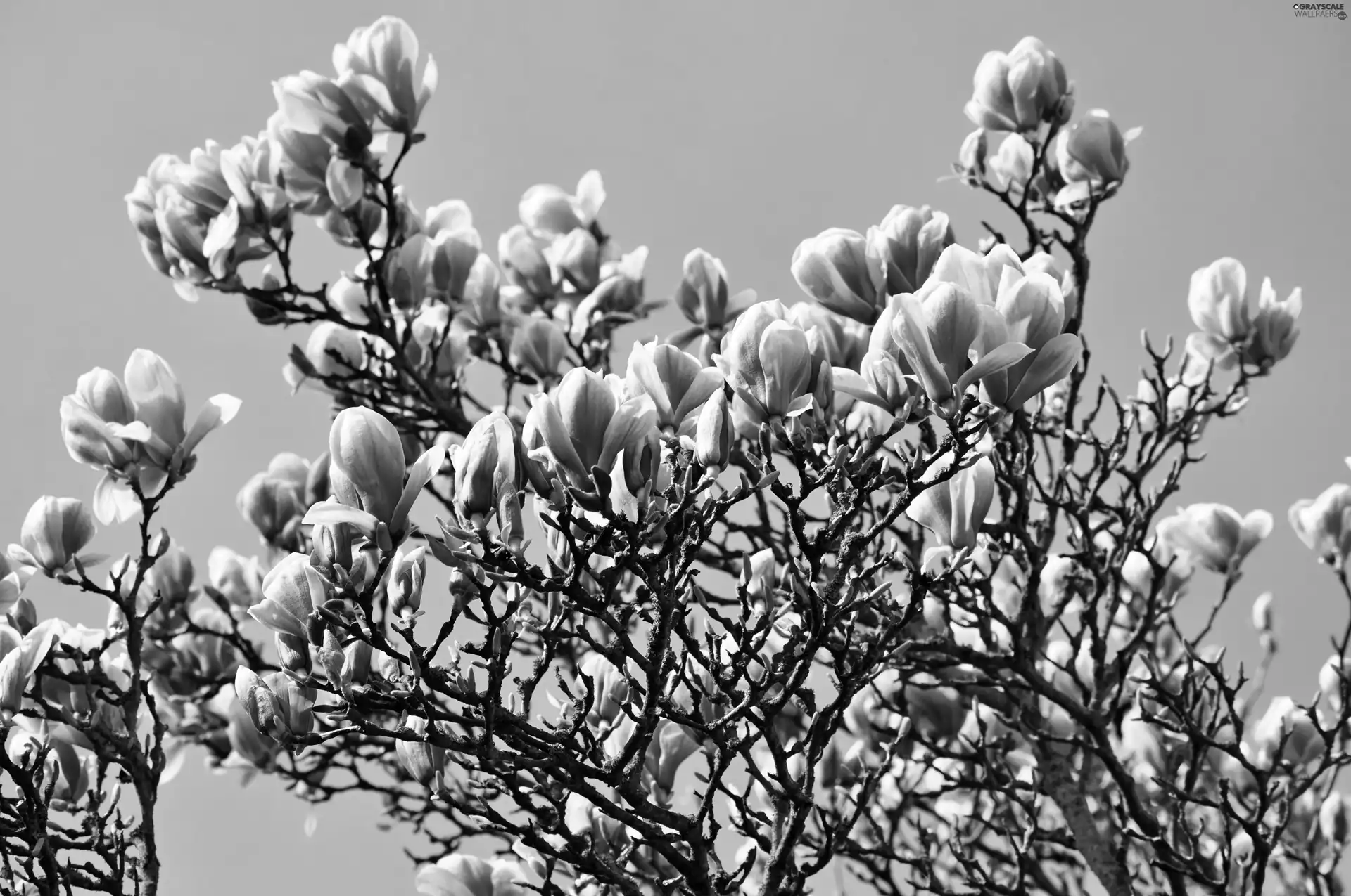 Flowers, Magnolias, trees