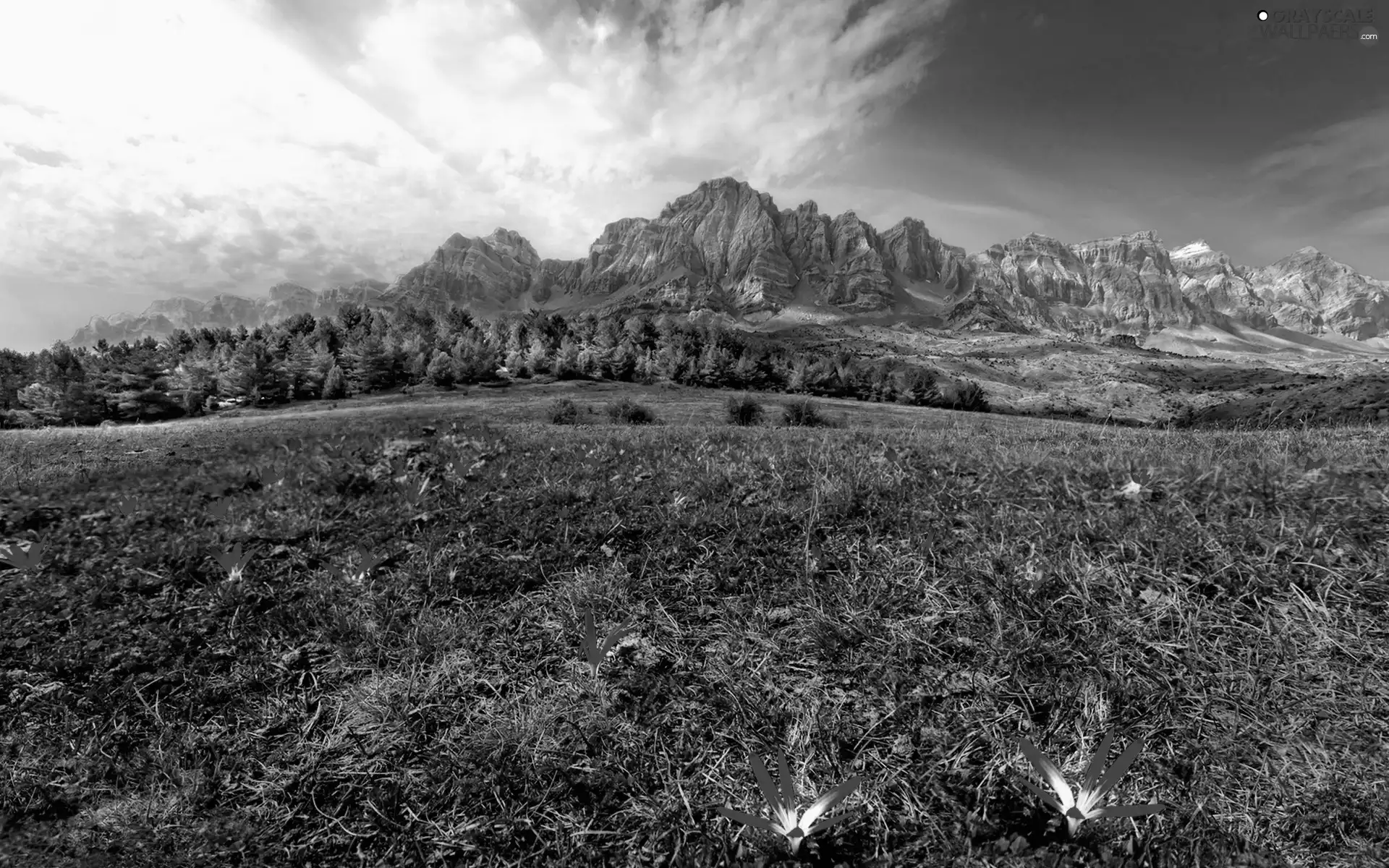 trees, Meadow, Flowers, viewes