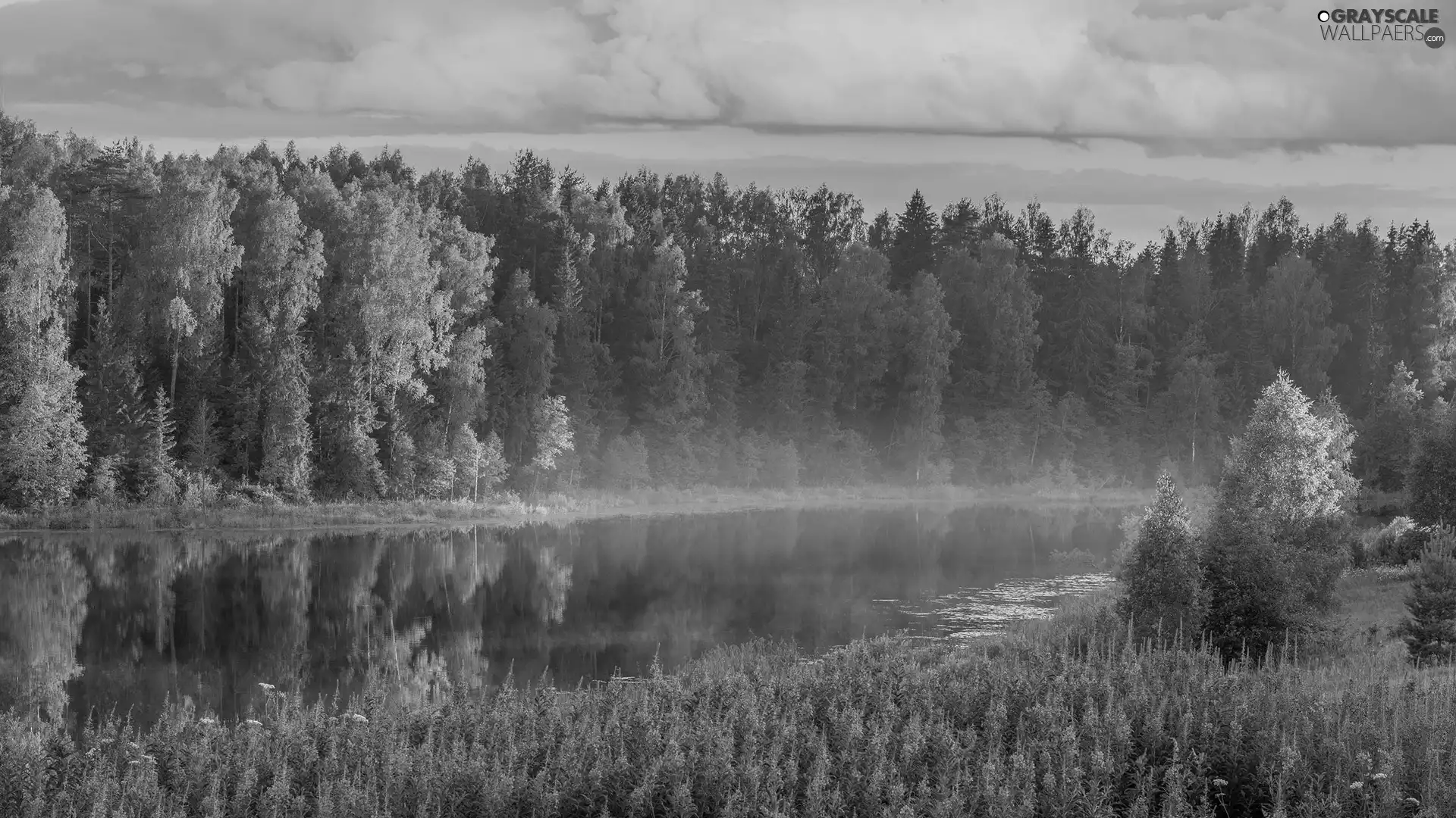 Fog, Flowers, trees, viewes, River