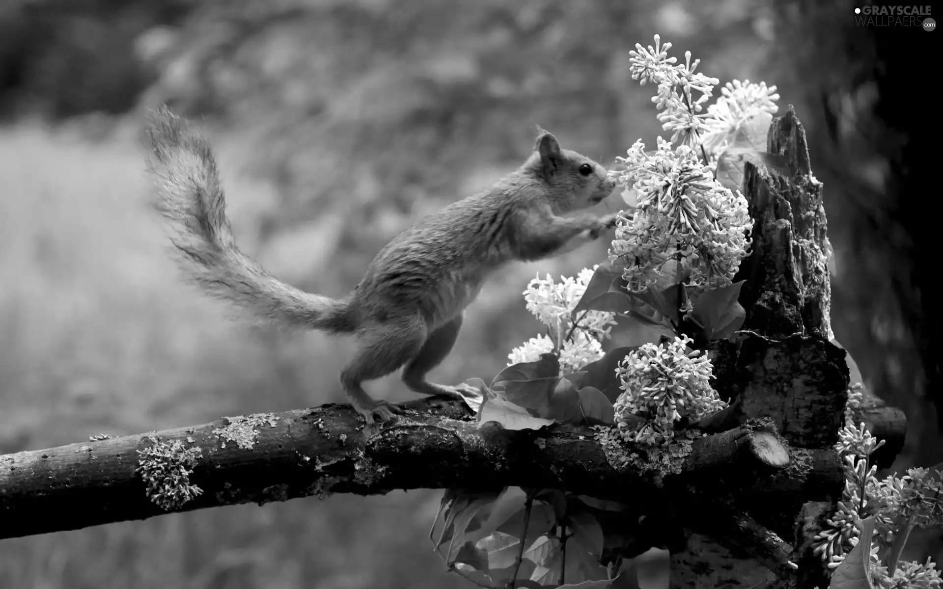 Flowers, squirrel, trunk