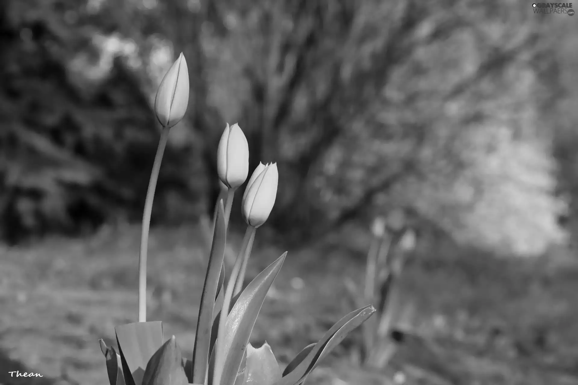 Flowers, Yellow, Tulips