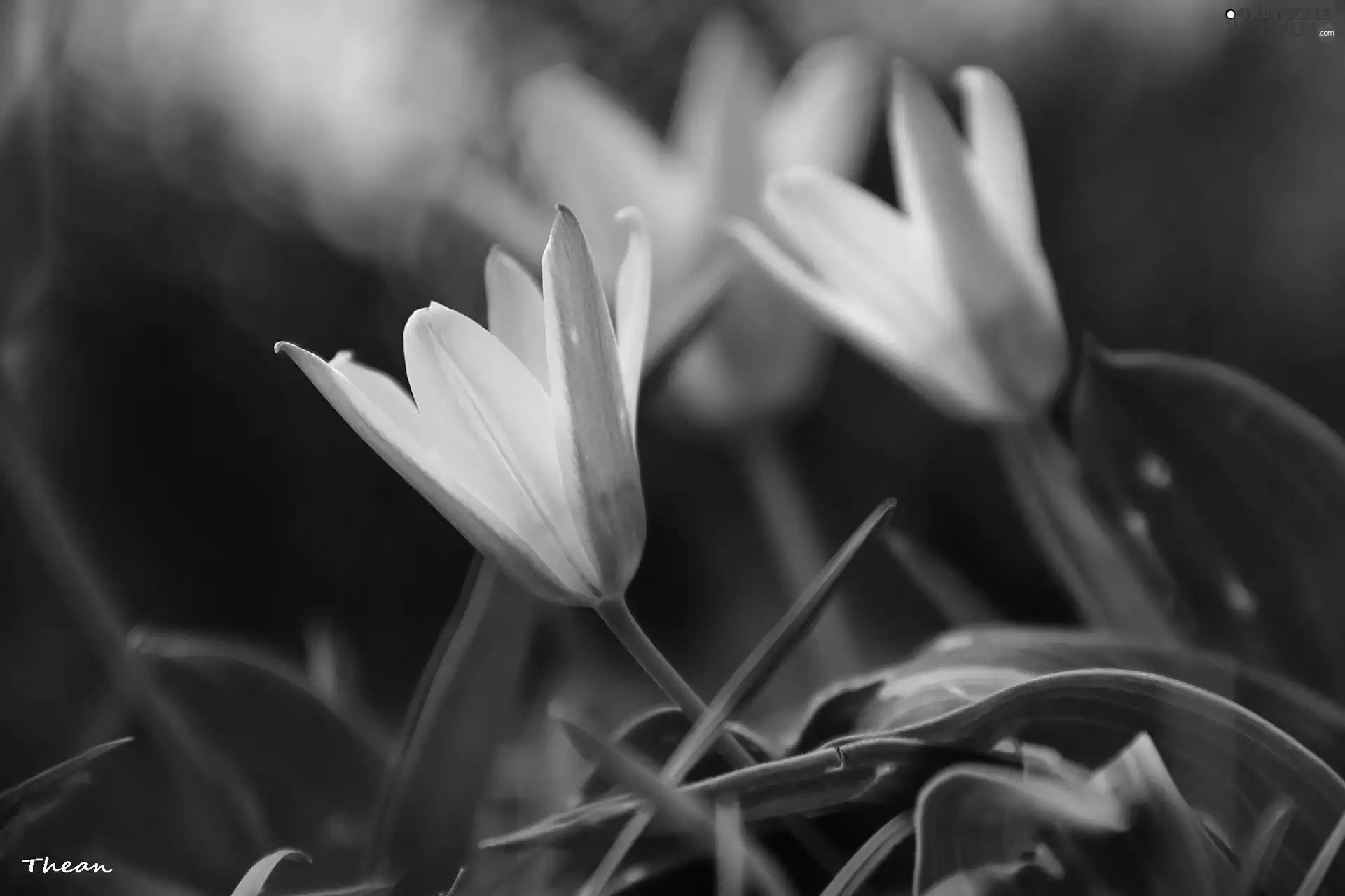 Tulips, Flowers