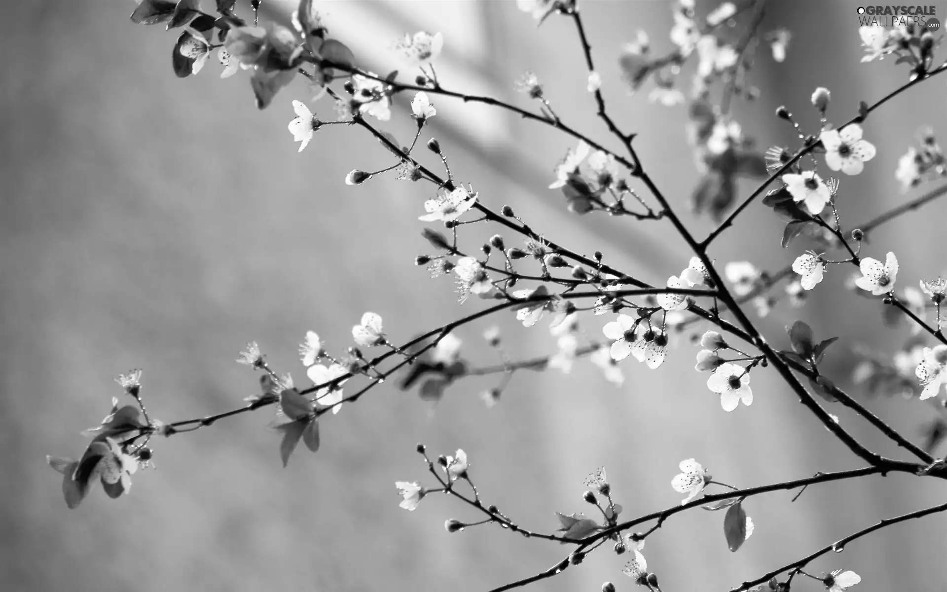 twig, Flowers