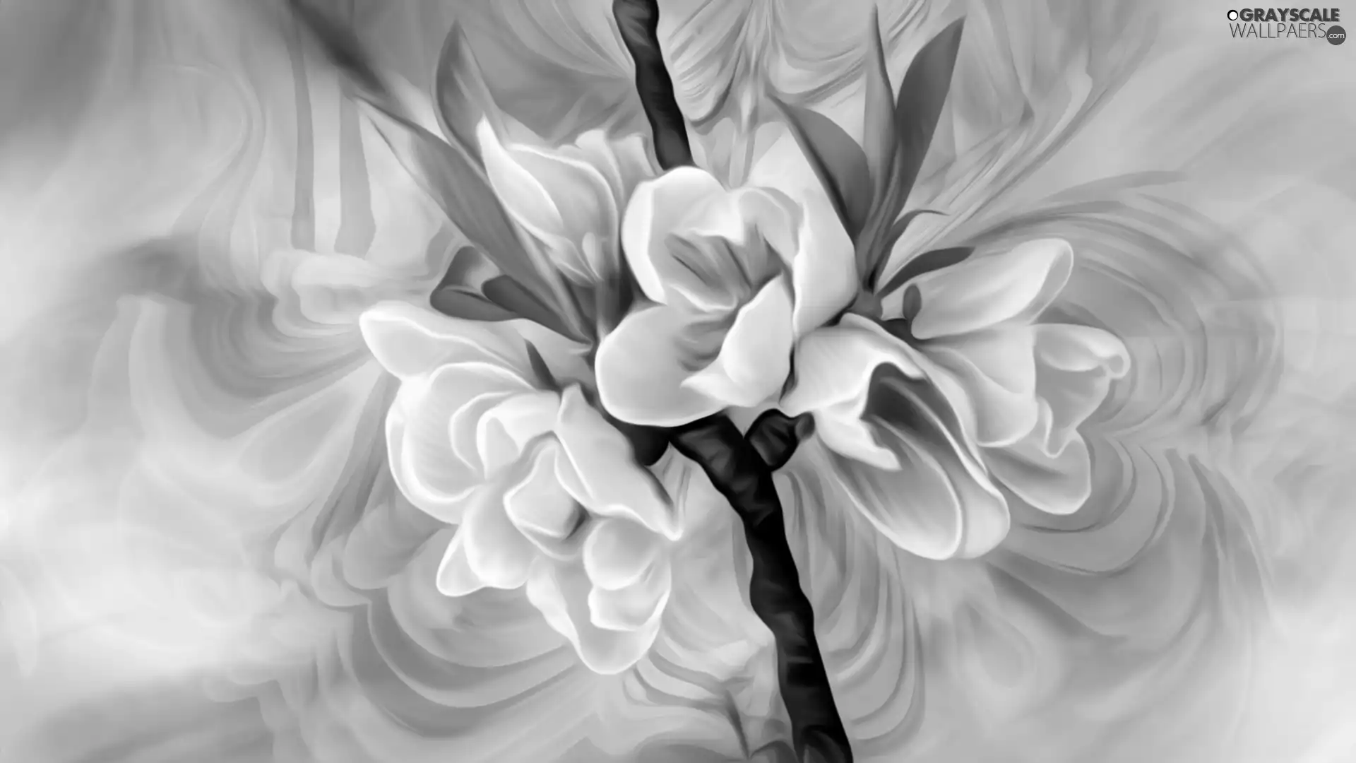 twig, Pink, graphics, Flowers