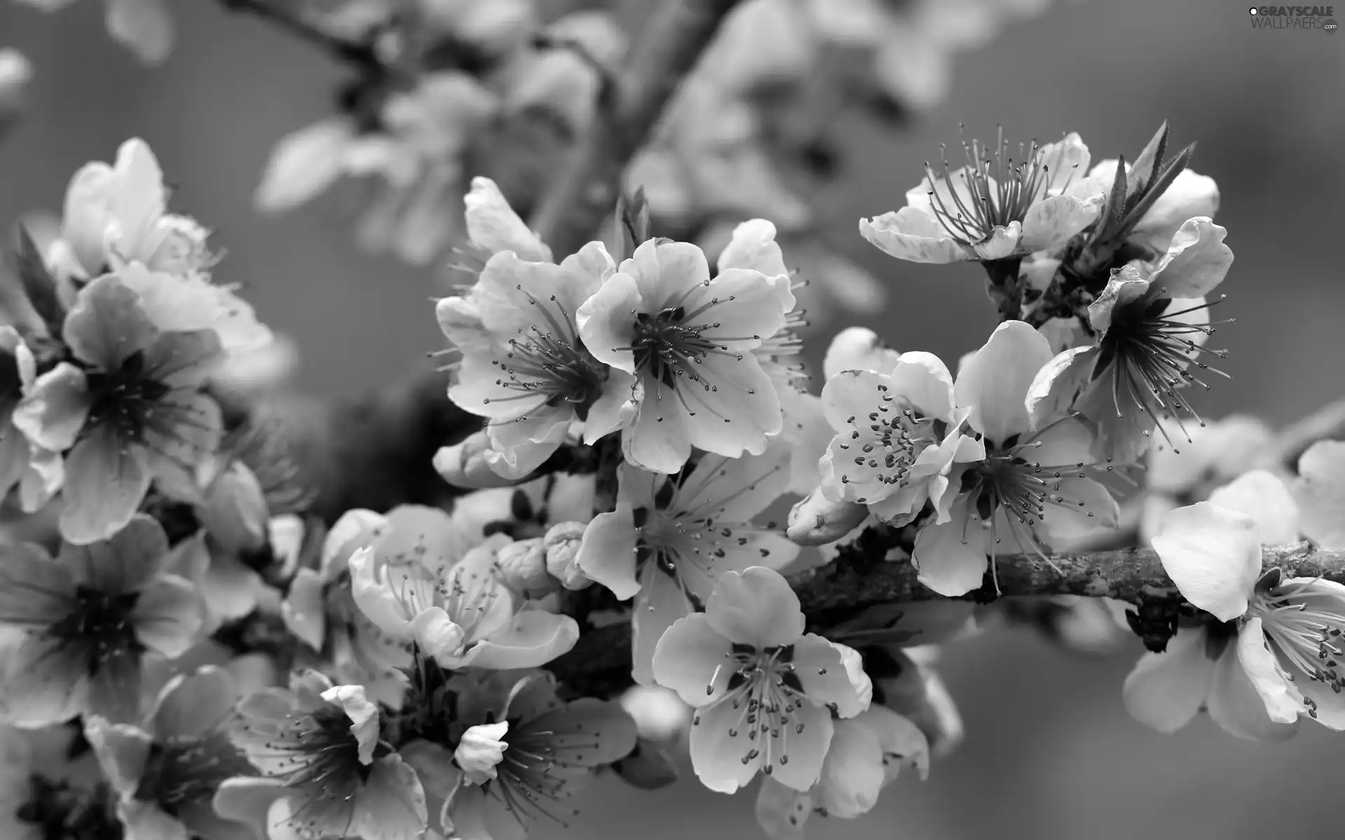 Fruit Tree, twig, Flowers, apple-tree, Pink