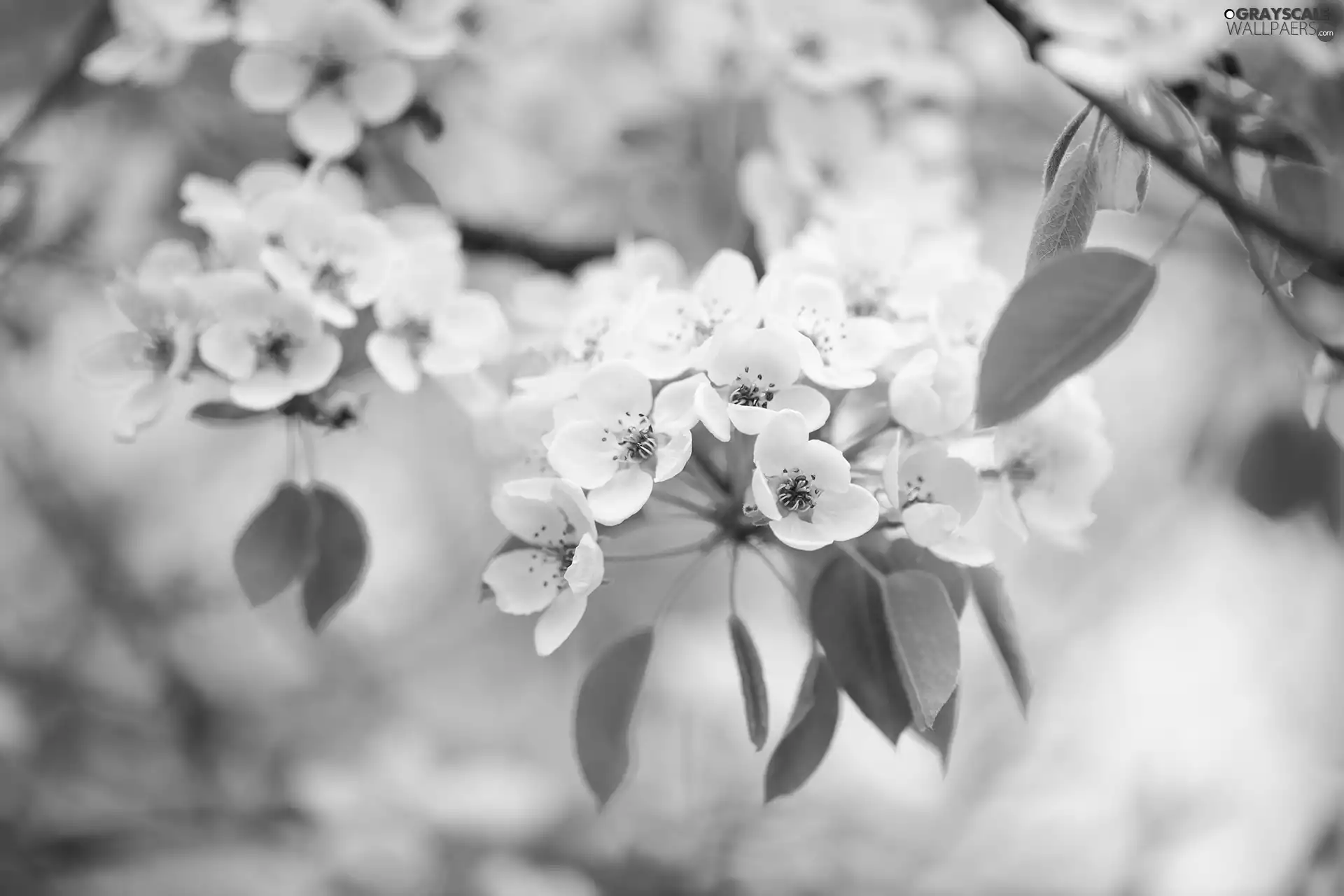 Fruit Tree, twig, Flowers, apple-tree, White