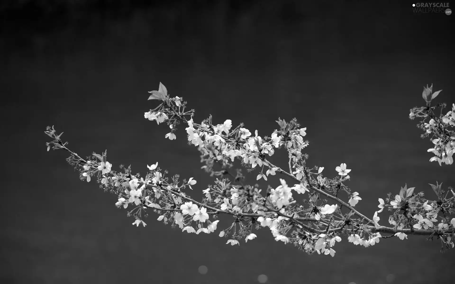 twig, White, Flowers, change
