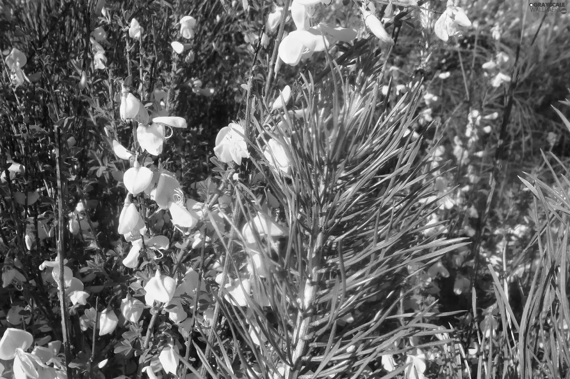 twig, Yellow, Flowers, pine