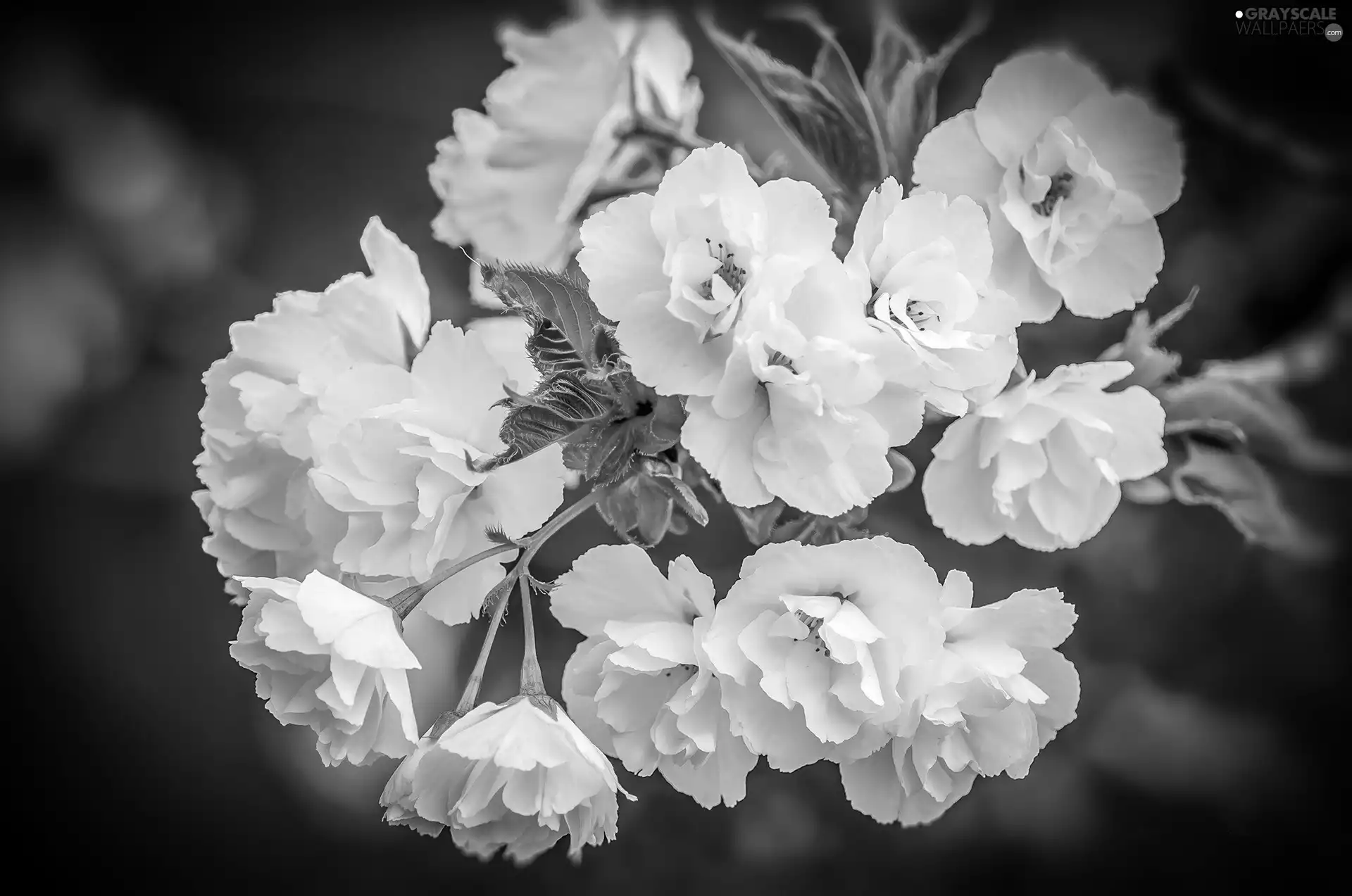 twig, flowers