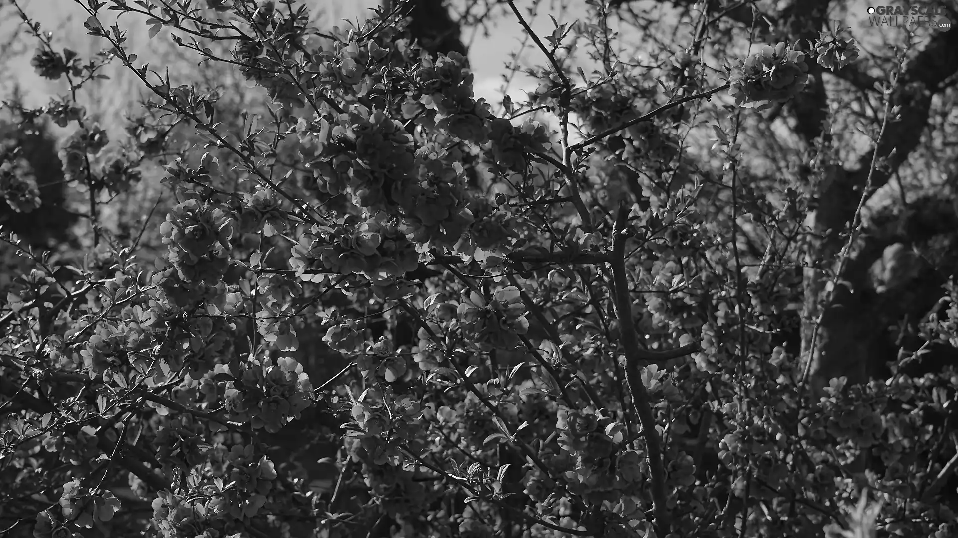 Twigs, Japanese Quince, Flowers