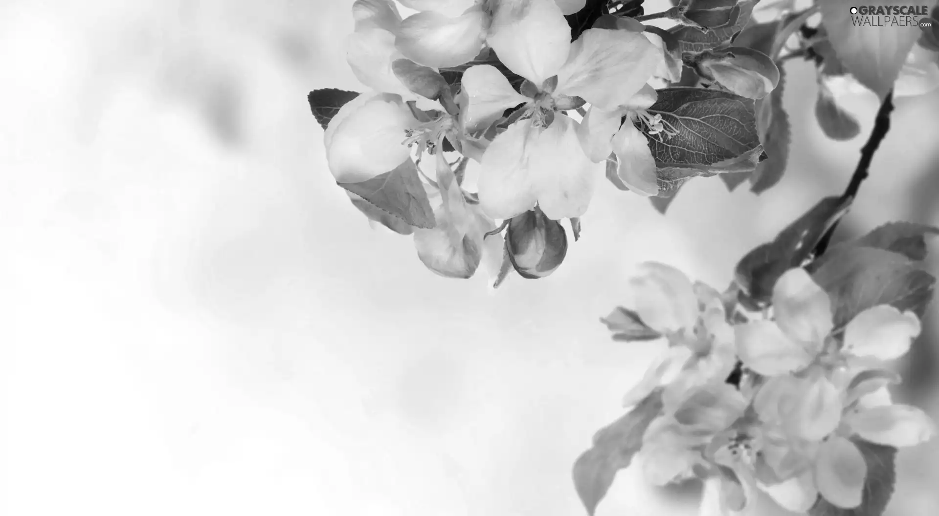 Twigs, viewes, Flowers, trees