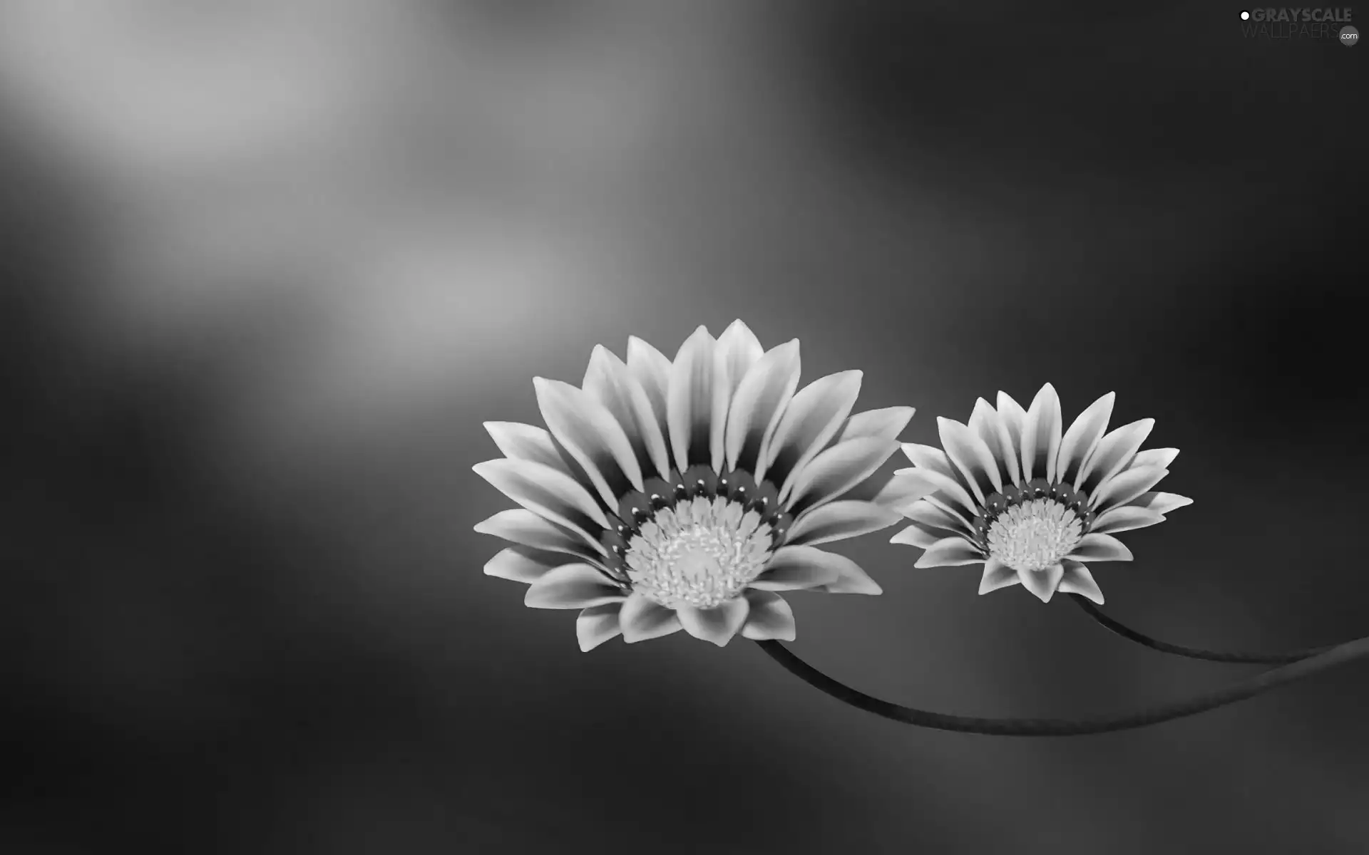 ##, Two cars, Flowers
