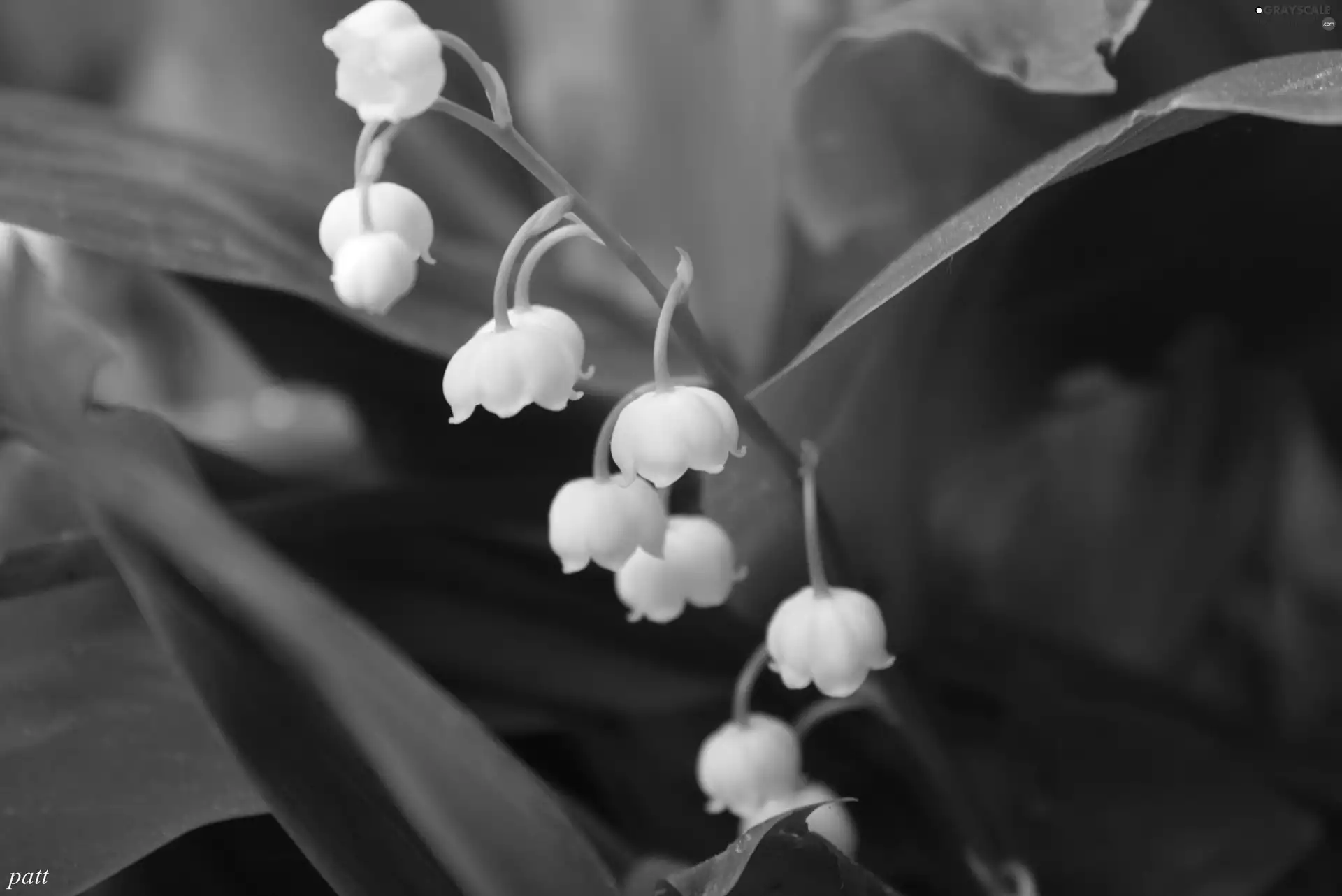 lily of the Valley, White, flowers