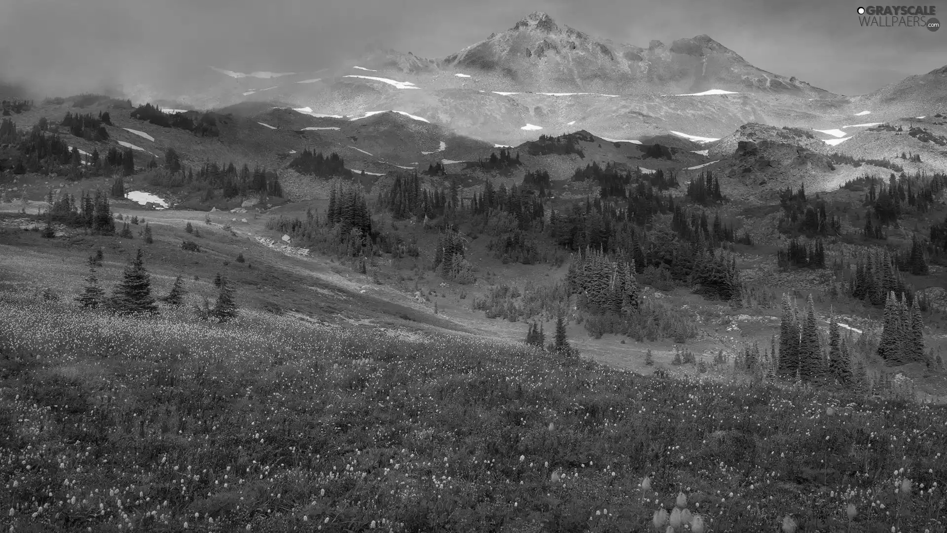 Meadow, Mountains, viewes, Flowers, trees, Valley
