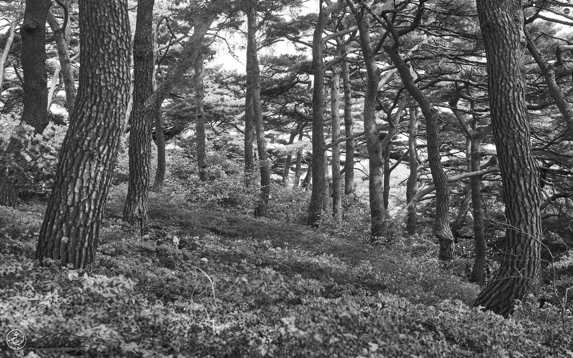 Red, Flowers, viewes, forest, trees