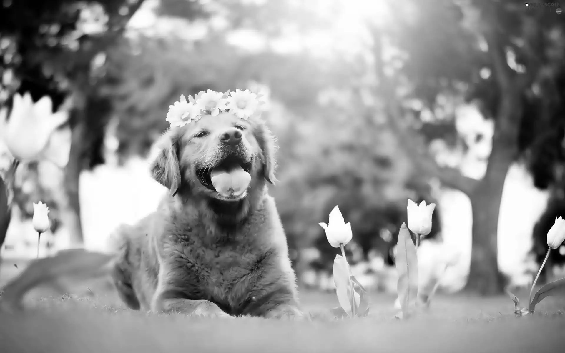 Flowers, White, wreath, Tulips, viewes, Golden Retriever, dog, trees