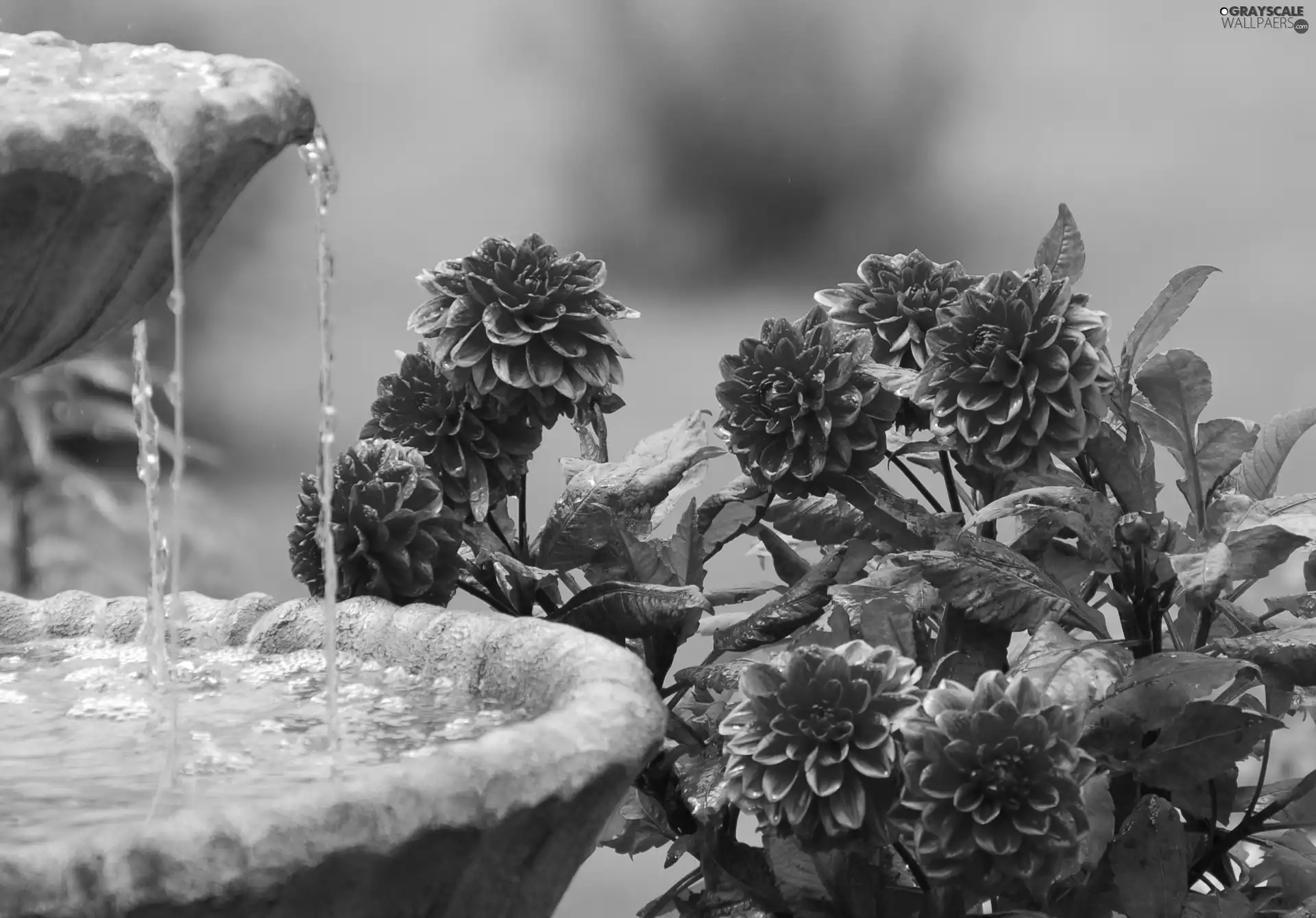 Flowers, fountain, water